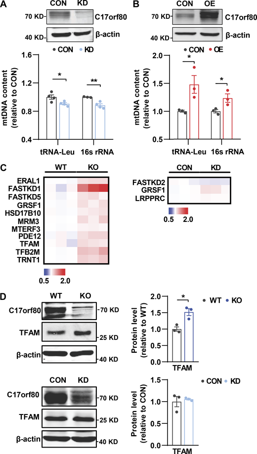 Effect of altering C17orf80 expression on mtDNA contents and mitochondrial transcription-related protein levels. (A and B) Effects of C17orf80 knockdown (KD) and overexpression (OE) on mtDNA levels in HeLa cells. Top: Western blots for C17orf80 knockdown (A) or C17orf80-HA overexpression (B). Anti-β-actin served as the loading control. Bottom: Changes in mtDNA content in different groups. Data are mean ± SEM. *P < 0.05, **P < 0.01. (C) Heatmap of fold changes of the mitochondrial transcription-related proteins analyzed by quantitative proteomics. The protein content in C17orf80 KO or KD cells was normalized to that of WT or CON cells, respectively. The mitochondrial transcription-related proteins with significant changes (P < 0.05) are shown. (D) Western blot showing upregulation of TFAM in the KO HEK-293T cells (upper panels) but no significant changes in the KD cells (lower panels). Anti-β-actin served as the loading control. Left: Representative Western blots. Right: Statistics. Data are mean ± SEM. *P < 0.05. Source data are available for this figure: SourceData FS2. Refer to the image caption for details.