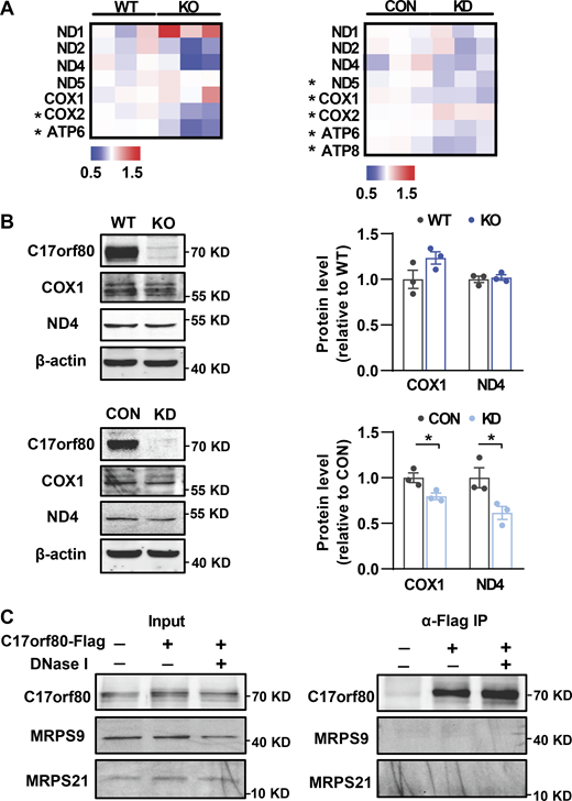 Effects of C17orf80 ablation on mtDNA translation. (A) Heatmap of fold changes of the mtDNA-encoded proteins analyzed by quantitative proteomics. The protein content in C17orf80 knockout (KO) or knockdown (KD) HEK-293T cells was normalized to that of wild type (WT) or control (CON) cells, respectively. All mtDNA-encoded proteins detected are shown and the proteins with significant changes (P < 0.05) are marked by an asterisk. (B) Western blot showing few changes of COX1 and ND4 in the KO cells (upper panels) and their downregulation in the KD cells (lower panels). Anti-β-actin served as the loading control. Left: Representative Western blot. Right: Statistics. Data are mean ± SEM. *P < 0.05. (C) Co-IP showing C17orf80 exhibits no apparent interaction with MRPS9 or MRPS21. C17orf80-Flag was expressed in HeLa cells and anti-Flag antibody was used for co-IP in the presence or absence of DNase I to degrade mtDNA. Source data are available for this figure: SourceData FS3. Refer to the image caption for details.