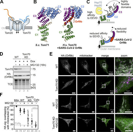 In human cells, Orf9b binds to mitochondria in a Tom70-dependent manner. (A) Schematic representation of the import pore in the mitochondrial outer membrane (OM). The structure was highly simplified, neglecting its overall organization with two or three translocation pores. Note that Tom20 and Tom70 represent two receptors for precursor proteins that cooperate in protein recognition. (B) The cytosolic domain of Tom70 consists of 27 α-helices that constitute 11 TPR domains. The N-terminal membrane anchor is not shown here. Shown are the structures of yeast Tom71 (PDB: 3FP3; Li et al., 2010) and of the human Tom70 bound to Orf9b (PDB: 7KDT; Gao et al., 2021). The C1 (clamp), C2 (core), and C3 (C-terminal) domains are shown in green, blue, and violet, respectively. (C) Schematic representation of the structural consequences of the Orf9b binding to Tom70. Tom70 is anchored to the outer membrane by an N-terminal transmembrane domain (shown in black). The C1 domain serves as binding site for the C-terminal EEVD peptides of cytosolic Hsp70 and Hsp90 chaperones (Backes et al., 2018; Li et al., 2009; Young et al., 2003). The C2 and C3 domains serve as binding sites to mitochondrial precursor proteins, in particular to carrier proteins and proteins with internal matrix-targeting sequences. Orf9b binds to the C2–C3 regions and was proposed to reduce their dynamic flexibility (Gao et al., 2021). (D) Orf9b-HA was expressed upon doxycycline (Dox) addition in HEK293 WT or CRISPR-Cas9 mediated Tom70 knock-down cells. In the lanes indicated with MG132, the activity of the proteasome was inhibited for 16 h. Samples were analyzed by Western blotting with Tom70 and HA-specific antibodies. A total cell extract labeling with TCE is shown for control. Please note that the proteasomal stability of Orf9b depends on the presence of Tom70. Orf9b was expressed in all four lanes of this experiment. (E) Cells were grown as described in C, fixated, and analyzed by fluorescence microscopy. Representative examples of cells are shown. Please note, that the colocalization of Orf9b and mitochondria (shown as white signals in the merged figures) depends on the presence of Tom70. Inhibition of the proteasomal protein degradation in the cytosol for 2 h by MG132 increases the non-mitochondrial levels of Orf9b. (F) Quantitative analysis of the colocalization of Orf9b-HA and MitoTracker. The colocalization was quantified using Fiji and Just Another Co-localization Plugin. The values shown represent the Manders’ overlap coefficient (M1) for single cells. The numbers of analyzed cells (i.e., technical replicates) are indicated in the plot. Su9-MTS-roGFP2 and roGFP2-NES were shown as references for mitochondrial and cytosolic staining, respectively (Fig. S1 D). Source data are available for this figure: SourceData F1. Refer to the image caption for details.