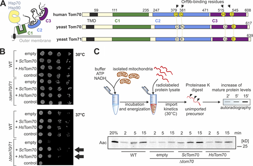 The human Tom70 can functionally replace the Tom70 protein in the yeast S. cerevisiae. (A) Schematic comparison of the Tom70 sequences of human and yeast homologs. The four human Tom70 residues that were reported to serve as direct contacts to Orf9b are indicated as well as the corresponding amino acid residues in the yeast homologs. See the alignment in Fig. S3 for details. TMD, transmembrane domain. (B) Expression of HsTom70 suppresses the growth defect of a Δtom70/Δtom71 mutant in yeast comparable with the expression of the yeast Tom70 (ScTom70) protein (see arrows). For control, a non-functional HsTom70 variant was expressed in which all cysteine residues were replaced by serines. (C) Expression of HsTom70 facilitates the import of carrier proteins into isolated mitochondria. Mitochondria were isolated from Δtom70 cells carrying expression plasmids for yeast Tom70 or HsTom70, or empty plasmids for control. Radiolabeled ATP/ADP carrier (Aac) was incubated for the times indicated before non-imported proteins were removed by treatment with PK. Source data are available for this figure: SourceData F3. Refer to the image caption for details.
