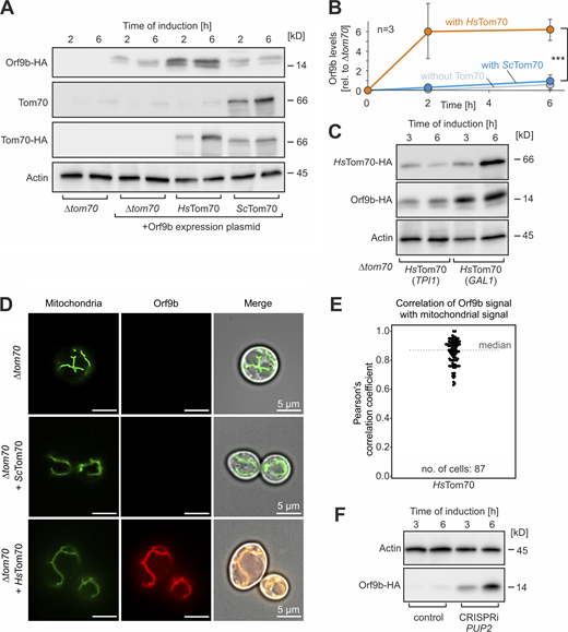 Expression of HsTom70 stabilizes Orf9b in yeast cells. (A) Orf9b-HA was expressed from a GAL1-driven promoter for 2 or 6 h in Δtom70 cells harboring plasmids for yeast Tom70 or HsTom70 expression or empty plasmids for control. Orf9b-HA, yeast Tom70, the HA-tagged ScTom70, and HsTom70 proteins as well as actin for control were detected by Western blotting. (B) The signals from A were quantified from three biological replicates. Significance was assessed using a two-sided unpaired Student’s t test. The P values are indicated as asterisks. ***P ≤ 0.005. Please note that the accumulation of Orf9b in cells depends on the presence of its binding partner HsTom70, confirming the highly unstable nature of non-bound Orf9b. (C) Orf9b-HA was expressed in Δtom70 cells expressing HsTom70 from a TPI1 or GAL1 promoter. Please note, that the higher expression levels of HsTom70 of the GAL1 sample also lead to higher levels of Orf9b in these cells. (D) Mitochondria-targeted Su9-mNeonGreen and Orf9b-mScarlet were constitutively expressed in the indicated strains and visualized by fluorescence microscopy. Please note that Orf9b-mScarlet was only detectable in cells if HsTom70 was present. Scale bar = 5 µm. (E) Quantitative assessment of the colocalization of Orf9b-mScarlet and Su9-mNeonGreen. In cells that did not express HsTom70, Orf9b-mScarlet was not detectable and therefore correlations could not be measured. (F) Orf9b-HA expressing cells were transformed with a plasmid for the CRISPRi-mediated depletion of the proteasomal protein Pup2 or an empty vector for control. The levels of Orf9b-HA and Act1 for control were analyzed by Western blotting. Source data are available for this figure: SourceData F4. Refer to the image caption for details.