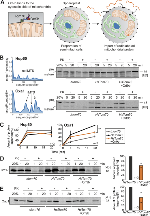 Orf9b inhibits the import of the Tom70-dependent protein Oxa1. (A) Schematic representation of the in vitro import assay with semi-intact yeast cells. (B) Radiolabeled precursor of Hsp60 and Oxa1 were incubated with semi-intact cells of the indicated strains for 5 and 20 min at 30°C. Non-imported proteins were removed by treatment with PK for 30 min on ice before samples were analyzed by SDS-PAGE and autoradiography. TargetP prediction scores were calculated for Hsp60 and Oxa1 as described previously (Backes et al., 2018; Schneider et al., 2021). Precursor and mature species were indicated by pre and mature, respectively. (C) Quantification of the relative amounts of imported proteins of three independent biological experiments. For quantification, the signals in the protease-treated samples were measured and shown in comparison with the longest time point of the HsTom70 control, which was set as 100%. Significance was assessed using a two-sided unpaired Student’s t test. The P values are indicated as asterisks; **P ≤ 0.01. (D and E) Radiolabeled Tim17 and Oac1 were incubated with semi-intact cells and further treated as described in B. Tim17 and Oac1 are multi-spanning inner membrane proteins. For quantification, the signals after 20 min of import in cells lacking or containing Orf9b were compared from three independent biological replicates. Source data are available for this figure: SourceData F6.