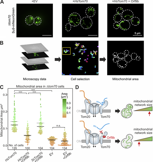 Expression of Orf9b reduces the volume of mitochondria in HsTom70-expressing cells. (A) The indicated cells were transformed with plasmids for expression of mitochondria-targeted mNeonGreen. Cells were grown in SLac medium to mid-log phase, Orf9b expression was induced with galactose for 6 h, and mitochondria were visualized by microscopy. EV, empty vector. (B) From the images analyzed, cells were selected and the fluorescent areas within the cells were quantified by ImageJ/Fiji analyze particles algorithm. See Materials and methods for details. (C) Quantification of the mitochondrial areas from the cells indicated using the workflow sketched in B. Solid lines represent the median, dotted lines represent the mean. Please note that expression of HsTom70 increases the mitochondrial area, but this effect is prevented by Orf9b expression. See Materials and methods for statistical analysis. The number of cells (technical replicates) are indicated in the figure. The P values are indicated as asterisks. ***P ≤ 0.001. (D) Schematic representation of the Orf9b-induced inhibition of Tom70-dependent protein import into mitochondria. By its interference with Tom70 function, Orf9b diminishes the mitochondrial volume, explaining the mitochondrial dysfunction observed in cells infected by the SARS-CoV-2 virus. OM, outer membrane. Source data are available for this figure: SourceData F7.