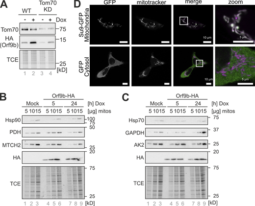 Tom70 can be efficiently depleted in HEK293 cells. (A) Tom70 was expressed in HEK293 cells. Orf9b expression was controlled by a doxycycline (Dox)-driven promoter. A total cell extract labeling with TCE is shown for control. Western blot signals of whole-cell extracts were analyzed with Tom70- and HA-specific antibodies. (B and C) Orf9b-HA expression was induced in galactose-grown HEK293 cells for 0, 5, and 24 h by addition of doxycycline (Dox). Mitochondria were isolated from these cells and analyzed by Western blotting using antibodies against the cytosolic chaperones Hsp70 and Hsp90, respectively, as well as antibodies against the mitochondrial proteins pyruvate dehydrogenase (PDH), MTCH2, adenylate kinase 2 (AK2) as well as the cytosolic enzyme GAPDH. (D) Mitochondria-targeted Su9-MTS-roGFP2 and cytosolic roGFP2-NES were expressed in HEK293 cells, fixated, and visualized by fluorescence microscopy. Signals were compared to those of MitoTracker. Scale bar = 10 µm. KD, knockdown. Source data are available for this figure: SourceData FS1. Refer to the image caption for details.