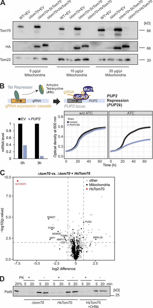 The ATP/ADP carrier protein (Pet9) is not efficiently imported into mitochondria of semi-intact cells. (A) Mitochondria were isolated from the WT and Δtom70 cells containing an empty vector (EV) or plasmids for the expression of HA-tagged versions of the indicated Tom70 variants. The presence or absence of Tom70 was confirmed by Western blotting using antibodies against yeast Tom70, Tom22, and the HA epitope. (B) A schematic outline of the CRISPRi system for PUP2 knockdown according to published procedures (Smith et al., 2016) is shown at the top. PUP2 mRNA levels were measured by qPCR 3 h after addition of anhydrotetracycline (ATc) and are shown in comparison to an empty vector (EV) control. The growth of PUP2 knock-down cells was compared with control cells after addition of 960 ng/µl ATc (bottom, right). (C) Same dataset as shown in Fig. 5 B. However, the scaling was adapted to show the position of HsTom70 in the graph. (D) Radiolabeled Pet9 was synthesized in reticulocyte lysate and incubated with semi-intact yeast cells of the strains indicated for 5 and 20 min. Non-imported protein was removed by treatment with PK. Note that basically all Pet9 proteins remained protease accessible. Source data are available for this figure: SourceData FS4.