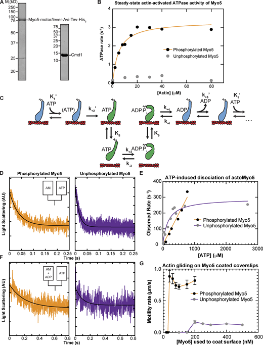 In-solution, population biochemical characterization of Myo5. (A) Coomassie-stained SDS-polyacrylamide gels showing example preparations of the purified Myo5 motor/lever construct and calmodulin (Cmd1, light chain) used in all experiments. (B) The actin concentration dependence of the steady-state ATPase activity of 100 nM unphosphorylated (gray circles) and phosphorylated Myo5 (black circles). Each data point represents the average of 6–7 time courses, which were 100 s each. The orange line is the best fit of the phosphorylated Myo5 data to a rectangular hyperbola. (C) Schematic pathway for the Myo5 ATPase cycle. Blue motors are in tightly bound conformations and green motors are weakly bound/unbound. (D) Example of light scattering transients reporting on ATP-induced dissociation of phosphorylated (left, kobs = 17 s−1) and unphosphorylated (right, kobs = 64.1 s−1) actoMyo5, obtained by mixing 100 nM actoMyo5 (AM) with 94 and 72 µM ATP, respectively, as shown in the inset schematic. The black line is the fit of a single exponential function to the data. (E) ATP concentration dependence of dissociation of 100 nM unphosphorylated (gray circles) and phosphorylated actoMyo5 (black circles). Each data point represents 3–6 time courses averaged and fit to a single exponential decay function. The orange line is a linear best fit of the phosphorylated Myo5 data. The purple line is the best fit of the unphosphorylated Myo5 data to a rectangular hyperbola. (F) Example light scattering transients reporting ATP-induced dissociation of ADP-saturated phosphorylated (left) and unphosphorylated (right) actoMyo5, obtained by preincubating 200 nM actoMyo5 (AM) with 100 µM ADP, then mixing rapidly with 2.5 mM ATP, as shown in the inset schematic. The black line is the fit of a single exponential function to the data. (G) Velocity of actin filament gliding, measured at varying surface densities of Phospho-Myo5 (black circles, orange line) and unphosphorylated Myo5 (gray circles, purple line) in in vitro motility assays. Myosin concentrations indicate the quantity of protein incubated in the flow chamber before washing. Each data point represents the average velocity of 30–60 filaments, and the error bars are standard deviations. Source data are available for this figure: SourceData F2.