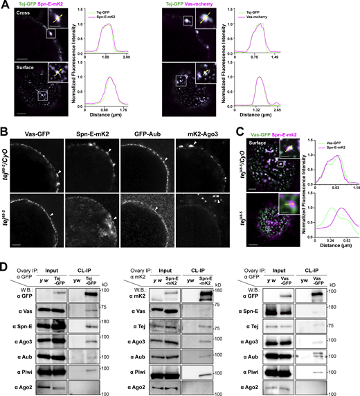 Tej associates with nuage components and is required for proper nuage assembly. (A) Colocalization of fluorescent-tagged endogenous Tej-GFP (green) and Spn-E-mK2 or Vas-mCherry (magenta) are shown in the cross-section of the nuclei (top panels) and the surface (bottom panels). The fluorescence intensity along the designated lines (yellow arrow in inset) is normalized to the highest value and plotted (right panels; n ≥ 3, number of analyzed nuclei). (B and C) Tej is required for proper nuage formation. (B) The localization of Vas, Spn-E, Aub, and Ago3 is observed in the control ovaries (tej48–5/CyO; top panels, white arrowheads) and tej mutant ovaries (tej48–5; bottom panels, arrowheads). (C) The localization of Vas-GFP (green) and Spn-E-mK2 (magenta) is observed in the control ovary (tej48–5/CyO, top panel) and tej mutant ovaries (tej48–5; bottom panel). The fluorescence intensity along the designated lines (yellow arrow in inset) is normalized to the highest value and plotted (right panels; n ≥ 4, number of analyzed nuclei). (D) Vas and Spn-E associate with Tej. Immunoprecipitants from the ovaries expressing Tej-GFP, Vas-GFP, or Spn-E-mK2 were analyzed using Western blotting. For the major piRNA biogenesis factors, namely Tej, Vas, Spn-E, Ago3, Aub, and PIWI, and Ago2 (an irrelevant siRNA component) were examined. Scale bars, 0.5 μm (inset of A upper panels), 1 μm (A upper panels, B, inset of A lower panels), 2 μm (A lower panels, C), 0.8 μm (inset of C upper panel), and 0.4 μm (inset of C lower panel). Source data are available for this figure: SourceData F1. Refer to the image caption for details.
