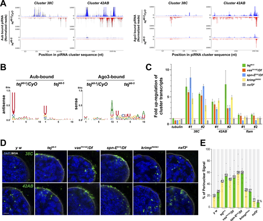 Perturbation of piRNA precursor processing collapses piRNA biogenesis in tej mutant ovaries. (A) The Aub- (left panels) and Ago3-bound (right panels) small RNAs in the control and tej mutant ovaries are mapped to the major piRNA clusters, 38C and 42AB. Sense (blue) and antisense (red) piRNAs are indicated by means of upward and downward peaks, respectively. The gray bars indicate the independent biological replicates. (B) Nucleotide bias of the transposon-mappable Aub- and Ago3-bound piRNAs in the control and tej mutant ovaries. piRNA reads are plotted as sequence logos. (C–E) Cluster 38C- and 42AB-derived piRNA precursors are accumulated in the mutant ovaries of piRNA pathway components, tej, spn-E, vas, krimp, and nxf3. (C) Fold changes of the piRNA precursors, cluster 38C, 42AB, and flam, in the mutant ovaries. Error bars indicate standard deviation (n = 3, number of analyzed independent experiments). (D) piRNA precursors are detected in the control (y w) and mutant ovaries of the indicated genotypes using HCR-FISH (green; Table S1). The nuclear envelope is stained by WGA (pseudo-white), and the nuclear DNA is stained with DAPI (blue). Scale bar, 1 μm. (E) The ratio of the fluorescence intensities of the piRNA precursors in the nuclear membrane vicinity of tej, spn-E, vas, krimp, and nxf3 mutant germline cells. The signal intensity of the foci located inside and outside the nuclear membrane within a distance of 5% of the nucleus diameter is quantified (n = 10, number of analyzed nuclei), normalized with that in the nucleus, and plotted as percentiles relative to the total intensity. The numbers on the bars denote percentiles.