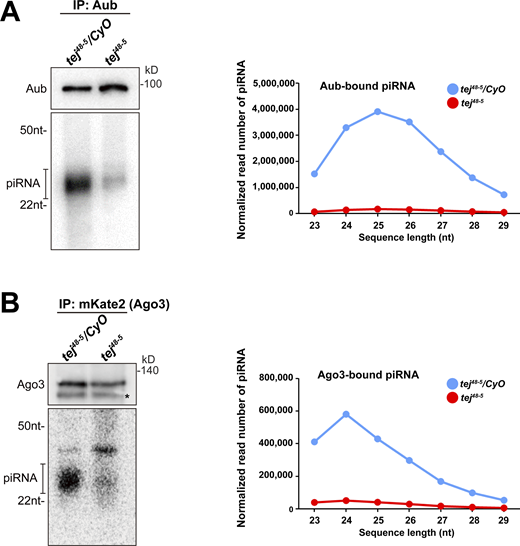 Aub- and Ago3-bound piRNAs are remarkably reduced in tej mutant ovaries. (A and B) The piRNAs extracted from the immunoprecipitated Aub (A) and mK2-Ago3 (B) in the control (tej48–5/CyO) and tej mutant ovaries (tej48–5) are visualized via 32P-labeling. The immunoprecipitated Aub or mK2-Ago3 are detected using Western blotting. An asterisk denotes a non-specific band. Line graphs show the abundance of Aub- and Ago3-bound piRNA in the control (blue) and tej mutant (red) ovaries, via the nucleotide length. Each read number is normalized to that of small RNAs excluding piRNAs. Source data are available for this figure: SourceData FS4. Refer to the image caption for details.