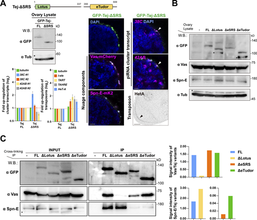 Ovaries expressing Tej variants and the genetic hierarchy among Tej, Spn-E, and Vas. (A) Images of ovaries expressing GFP-Tej-ΔSRS with Vas-mCherry and Spn-E-mK2 (magenta, right panels). Western blot shows the expression level of Tej-FL and Tej-ΔSRS in tej mutant ovaries (tej48–5), asterisks denote non-specific bands (left). HCR-FISH detects cluster 38C and 42AB transcripts (magenta, right panels), and immunostaining shows the HeT-A Gap protein (right, bottom panel, black arrowhead) in tej mutant (tej48–5) germline cells expressing Tej-ΔSRS. The bar graph shows the fold changes of the piRNA cluster 38C and 42AB transcripts (top), and transposon transcripts, I-element, TART, TAHRE, and HeT-A (bottom), with tubulin as a control. All values are normalized to rp49 and shown as relative expression levels compared to that in the ovaries expressing Tej-FL. Error bars indicate standard deviation (n = 3, number of analyzed independent experiments). (B) Western blot shows the expression levels of the GFP-Tej variants from transgenes, and endogenous Vas, Spn-E, and tubulin in the ovaries. Asterisks denote non-specific bands. (C) Immunoprecipitants of the Tej variants expressing tej mutant (tej48–5) ovaries were detected by Western blotting with GFP, Vas, and Spn-E. Vas and Spn-E are associated with Tej via individual unique motifs. Asterisks denote non-specific bands. Densitometry analyses of the Western blotting results (left) are shown in bar graphs (right). Normalized signal intensity of Vas by Tej (top, right) and Spn-E by Tej (bottom, right) for each condition. Source data are available for this figure: SourceData FS5. Refer to the image caption for details.