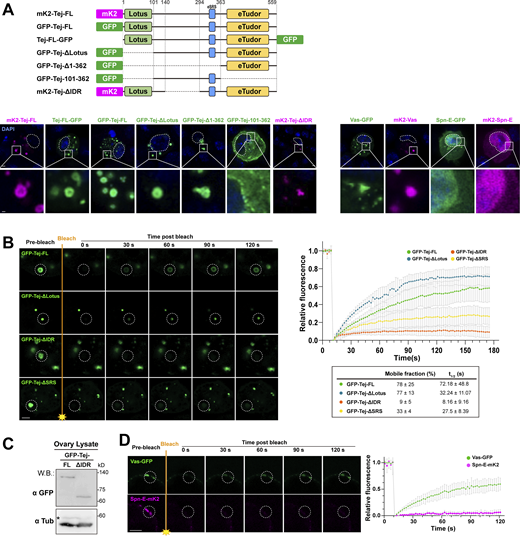 Particular domains of Tej control the morphology and the mobility of Tej-formed aggregations. (A) Schematic drawings represent the fluorophore fused proteins (top). GFP- or mK2- tagged Tej variants, Vas and Spn-E at either N- or C-terminus are expressed in S2 cells. The DNA is stained with DAPI (blue). Enlarged images of granules are shown at the bottom. (B) Fluorescent recovery after the photobleaching of each single granule (dotted circles) in GFP-Tej-FL or each indicated variant (green) in S2 cells. The line graph shows the normalized relative fluorescence recovery rate. The mean and ± SD are represented by colored dots and gray bars, respectively (n = 3, number of analyzed independent experiments). The proportion of the mobile fraction and t1/2 derived from the mean value of the fitting curves are shown in the table. (C) Western blot shows the expression level of Tej-FL and Tej-ΔIDR in tej mutant ovaries (tej48–5). Asterisks denote non-specific bands. (D) The mobility of Vas-GFP or Spn-E-mK2, in the ovaries, is observed by FRAP. Vas shows higher mobility than Spn-E in vivo. The images show the recovery of the fluorescent signals for the aggregates before and after photobleaching (dotted white circles). The line graph shows the normalized relative recovery rate (bottom panel). The mean and ±SD are represented by colored dots and gray bars, respectively (n = 3, number of analyzed independent experiments). Scale bars, 2 μm (A, B, and D), 0.4 μm (A, lower panels). Source data are available for this figure: SourceData FS6. Refer to the image caption for details.