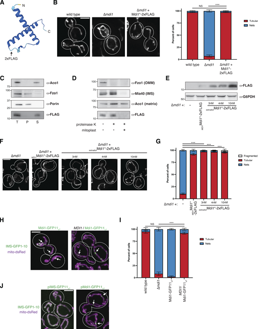 Mdi1 is a soluble intermembrane space protein that concentrates at discrete submitochondrial foci. (A) AlphaFold2 predicted structure of Mdi1 (Jumper et al., 2021; Varadi et al., 2022). Arrow marks the site of insertion of the internal 2xFLAG tag. (B) Left: Representative deconvolved maximum intensity projections of the indicated yeast strains expressing mito-DsRed. Right: A graph depicting categorization of mitochondrial morphology of cells as shown on left. Data shown represent at least 75 cells per strain in each of three independent experiments and bars indicate SEM. Asterisks (***P < 0.001) represent unpaired two-tailed t test. NS indicates not statistically significant. (C) Western analysis with the indicated antibodies of mitochondria isolated from a ∆mdi1 strain expressing Mdi1*-2xFLAG and subjected to alkaline extraction. Crude membranes were incubated with 0.1 M Na2CO3 pH11.5, and total (T), pellet (P), and supernatant (S) fractions were collected after centrifugation. (D) Western analysis with the indicated antibodies of mitochondria isolated from a ∆mdi1 strain expressing Mdi1*-2xFLAG and subjected to protease protection analysis. Mitochondria were treated where indicated with proteinase K. Mitoplast sample indicates selective disruption of the OMM by a combination of osmotic swelling and mechanical disruption. (E) Western analysis of whole-cell lysates of the indicated yeast strains grown in SCD media and expressing Mdi1*-2xFLAG driven by the indicated promoter and treated as indicated with β-estradiol. (F) Maximum intensity projections of deconvolved images of cells expressing mito-dsRed and grown as in E. (G) A graph depicting categorization of mitochondrial morphology from the indicated strains as in E and F. Data shown represent at least ∼75 cells per strain in each of three independent experiments and bars indicate SEM. Asterisks (***P < 0.001) represent unpaired two-tailed t tests. (H) Maximum intensity projections of confocal images of chromosomally tagged Mdi1-GFP11x7 haploid cells (left) or heterozygous diploid cells (right) cells coexpressing IMS-targeted GFP1-10 (green) and mito-dsRed (magenta). Arrows mark focal assemblies of Mdi1-GFP11x7. (I) A graph depicting the categorization of mitochondrial morphology from the indicated strains as in H. Data shown represent at least 75 cells per strain in each of three independent experiments and bars indicate SEM. Asterisks (***P < 0.001) represent unpaired two-tailed t test. NS indicates not statistically significant. (J) Maximum intensity projections of confocal images of wild-type cells co-expressing mito-dsRed, IMS-targeted GFP1-10, and plasmid-borne IMS-GFP11x7 (left) or chromosomally integrated Mdi1-GFP11x7 (right). Arrows mark focal accumulations of Mdi1-GFP11x7. Cell boundaries are indicated with dotted lines. Scale bar = 3 µm. Source data are available for this figure: SourceData FS2.