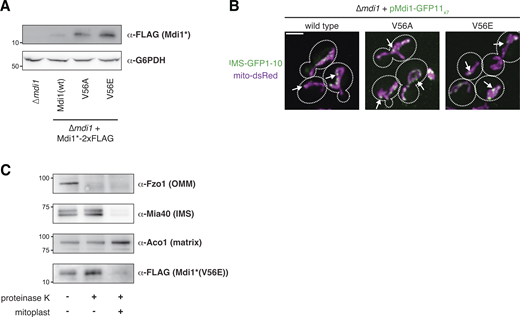 The V56E mutation does not prevent Mdi1 focal assembly or targeting to the IMS. (A) Western analysis with the indicated antibodies of whole cell lysates of the indicated yeast strains. Mdi1*-2xFLAG is expressed with the MDI1 promoter. Mdi1*(V56A)-2xFLAG and Mdi1*(V56E)-2xFLAG are expressed by an estradiol-controlled GalL promoter and grown in the presence of 3 nM β-estradiol. (B) Maximum intensity projections of confocal microscopy images of ∆mdi1 cells expressing the indicated allele of chromosomally integrated Mdi1-GFP11x7 controlled by the native promoter and co-expressing IMS-targeted GFP1-10 (green) and mito-dsRed (magenta). (C) Western analysis with the indicated antibodies of mitochondria isolated from an ∆mdi1 strain expressing Mdi1*(V56E)-2xFLAG and subjected to protease protection analysis. Mitochondria were treated where indicated with proteinase K. Mitoplast sample indicates selective disruption of the OMM by a combination of osmotic swelling and mechanical disruption. Cell boundaries are indicated with dotted lines. Scale bar = 3 µm. Source data are available for this figure: SourceData FS3.