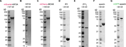 Coomassie-stained SDS gel with purified recombinant proteins used in this study. (A–G) mScarlet KIF2A (A); untagged KIF2A (B); mCherry-MCAK (C); iE5 (D); (D1)2 (E); spastin (F); and mGFP-spastin (G). mCherry-tagged proteins migrate as double bands, as previously published (Hentrich and Surrey, 2010; Roostalu et al., 2018), possibly associated with different maturation states of mCherry. mScarlet, derived from mCherry (Bindels et al., 2017), causes a similar migration pattern. Source data are available for this figure: SourceData FS1.