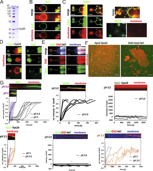 Characterization of ESCRT-III protein properties. (A) Coomassie gel of purified Vps60. (B) Single-channel confocal microscopy images of the experiment described in Fig. 1 A. Snf7-Alexa488 (green), membrane nanotubes (red); scale bar: 5 μm. (C) Confocal microscopy images of Vps60 (green) binding to membrane nanotubes (red; scale bar: 5 μm). (D) Confocal microscopy images of Vps2-Alex488 (green) and Vps24 binding to membrane nanotubes (red; scale bar: 5 μm). (E) Confocal microscopy images of Vps2-Alex488 (green), Did2-Atto565 (red), and Ist1 binding to membrane nanotubes (blue; scale bar: 5 μm). (F) Confocal images of (Vps2-Alexa488)-Vps24 (green) or (Did2-Alexa488)-Vps2-Ist1 (green) nucleation on SLBs (red; scale bar: 10 μm). (G) Quantification and kymographs of dynamics of Snf7 (A), Vps60 (B), Vps2-Vps24 (C), or Vps2-Did2-Ist1 (D) binding to membrane at indicated pH. Source data are available for this figure: SourceData FS1.