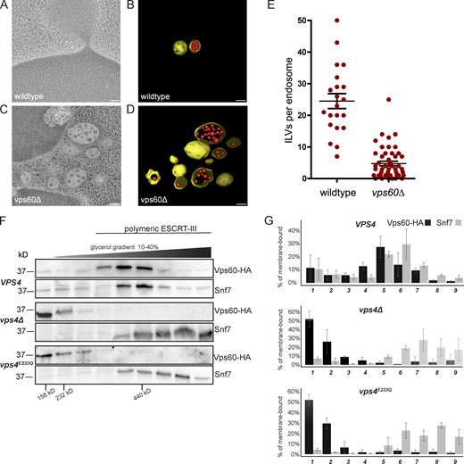 Vps60 and Snf7 polymers behave differently in vivo. Deletion of the VPS60 gene reduces the number of ILVs per endosome in yeast. (A–D) Two-dimensional cross sections and three-dimensional models from 200-nm-thick section electron tomograms of wildtype (A and B) and vps60∆ yeast cells (C and D). Endosomal limiting membranes are depicted in yellow. Scale bar: 100 nm. (E) Number of ILVs counted per endosome lumen in each strain. Wildtype ROI = 12, n = 7; vps60∆, ROI = 47, n = 4. P < 0.0001, two-tailed t test. (F) Western blots analyzing the distribution of Vps60-HA and Snf7 in detergent-solubilized membrane fractions resolved by rate-zonal density gradient centrifugation. Also indicated are the migrations of protein standards aldolase (158 kD), catalase (232 kD), and ferritin (440 kD). (G) Bar graphs representing the mean percentage of Vps60-HA and Snf7 in each gradient fraction examined in triplicate independent experiments; error bars indicate SD values. Source data are available for this figure: SourceData F6. Refer to the image caption for details.