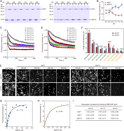 ADF7 and ADF10 have differential responses to pH in disassembling actin filaments in vitro. (A) High-speed F-actin cosedimentation experiments in the presence of ADF7 and ADF10 at different pH. Actin filaments at 3 μM were incubated with 20 μM ADF7 or 20 μM ADF10 at different pH for 30 min at room temperature and the mixtures were subjected to analysis by SDS-PAGE. S, supernatant; P, pellet. (B) Quantification of the amount of actin in the supernatant. The amount of actin in the supernatant from A was plotted. The data are presented as mean ± SD. (C and D) The effect of ADF7 (C) or ADF10 (D) on promoting dilution-mediated actin depolymerization under different pHs. Preassembled actin filaments at 5 μM (50% NBD-labeled) were diluted to 200 nM in the presence of 200 nM ADF7 or 200 nM ADF10 at pH ranging from 5.5 to 8.0. (E and F) ADF7 and ADF10 shorten actin filaments. (E) Representative images of actin filaments. Preassembled actin filaments (50% rhodamine-labeled) at 250 nM were incubated with various concentrations of ADF7 or ADF10 at either pH 6.5 or pH 8.0 for 5 min, and the images were then captured by TIRF microscopy. Bar = 5 μm. (F) The lengths of actin filaments in the presence of ADF7 or ADF10 were measured and plotted. Data are presented as mean ± SD. The statistical analysis was performed with an unpaired two-tailed Student’s t test. ****P < 0.0001; ***P < 0.001; **P < 0.01; ns, no significant difference. (G) NBD-actin binding assay to determine the binding activity of ADF7 to G-actin at pH 8.0. The representative Kd for binding of ADF7 to ADP-actin is 1.15 μM. (H) NBD-actin binding assay to determine the binding activity of ADF7 to G-actin at pH 6.5. The representative Kd for binding of ADF7 to ADP-actin is 0.59 μM. (I) The average Kd for the binding of ADFs to NBD-ADP-actin. The average Kd (mean ± SD) for binding of ADF1, ADF7, or ADF10 to ADP-actin is presented. The experiment was repeated three times. Source data are available for this figure: SourceData F1. Refer to the image caption for details.