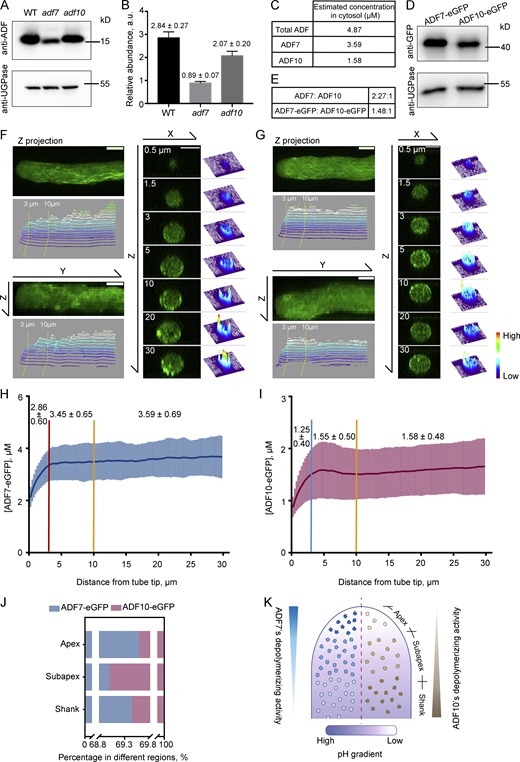 ADF7 is more abundant than ADF10 globally, and the two ADFs are differentially localized within the apical and subapical regions of the pollen tube. (A) Detection of ADF7 and ADF10 in Arabidopsis mature pollen by Western-blot analysis. ADF in total protein from Arabidopsis mature pollen was detected with an anti-ADF7 antibody, which recognizes both ADF7 and ADF10. UGPase, detected with an anti-UGPase antibody, was used as the loading control. The experiment was repeated more than three times and a representative result is shown. (B) Measurement of the relative abundance of ADF proteins in total protein from WT, adf7, and adf10 mature pollen. The average gray values of bands in A were measured. The relative abundance of ADF7 and ADF10 was calculated by dividing the gray values of the band probed with anti-ADF7 antibody by that of the band probed with anti-UGPase antibody. The relative abundance is marked on the top of each column. (C) The estimated concentration of total ADF, ADF7, and ADF10 in the cytosol. The calculation is described in the Materials and methods. (D) Western blot of total protein from Arabidopsis mature pollen derived from the transgenic plants ADF7pro::ADF7-eGFP;adf7 and ADF10pro::ADF10-eGFP;adf10. The blot was probed with anti-UGPase and anti-GFP antibodies. The experiment was repeated more than three times and a representative result is shown. (E) Ratio of ADF7 versus ADF10 in pollen. The ratios of ADF7 versus ADF10 and ADF7-eGFP versus ADF10-eGFP are presented. (F and G) Distribution of ADF7-eGFP (F) and ADF10-eGFP (G) in the XY, YZ, and XZ directions of the pollen tube. Z projection and X projection images are shown in the left panel with the corresponding 3D surface plot of fluorescence pixel intensity. Transverse sections at the indicated distance from the tube tips are shown in the right panel corresponding with the 3D distribution of fluorescence pixel intensity. Warm and cold colors indicate high and low fluorescence intensity, respectively. Bars = 5 μm in all images. (H and I) Quantification of the concentration of ADF7-eGFP and ADF10-eGFP from the extreme tip to the base of the pollen tube. The average concentration of ADF7-eGFP and ADF10-eGFP in different regions (0–3 μm, 3–10 μm, and 10–30 μm from the tube tip) is marked above the curve. More than 60 pollen tubes were measured for each protein. Data are presented as mean ± SD. (J) Percentage of ADF7-eGFP and ADF10-eGFP in different regions of pollen tubes. (K) Schematic showing the distribution of protein concentration and the assumed actin-depolymerizing activity of ADF7 and ADF10 in the pollen tube. The amount and activity of ADF7 and ADF10 are shown on the left and right sides, respectively, of the same pollen tube. Deeper colors represent higher disassembling activity. The color coding for the pH gradient is shown underneath the model. Source data are available for this figure: SourceData F3. Refer to the image caption for details.