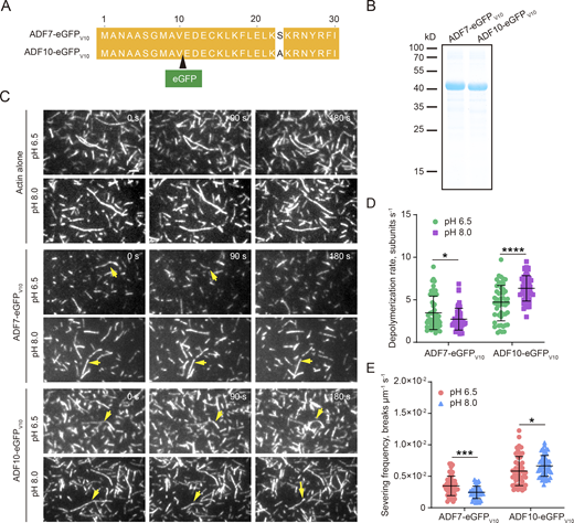 ADF7-eGFP and ADF10-eGFP exhibit differential pH sensitivity in disassembling and severing actin filaments in vitro. (A) Schematic diagram showing the insertion of eGFP to generate eGFP fusion proteins of ADF7-eGFP and ADF10-eGFP. The black triangle indicates that eGFP is inserted after valine (V) in position 10. (B) SDS-PAGE analysis of purified recombinant ADF7-eGFPV10 and ADF10-eGFPV10 fusion proteins. (C) Time-lapse images of actin filaments. F-actin (50% rhodamine-labeled) at 250 nM was premixed with 100 nM ADF7-eGFPV10 or ADF10-eGFPV10 in TIRFM buffer at pH 6.5 or pH 8.0. The mixture was perfused into a chamber and photographed immediately for at least 200 time points at 2-s intervals. The yellow arrows indicate the severing events. Bar = 2 μm. (D) Quantification of actin-severing frequencies in the presence of 100 nM ADF7-eGFPV10 or 100 nM ADF10-eGFPV10. Average actin filament severing frequencies (breaks μm−1 s−1) were plotted. The mean values are indicated by black horizontal bars, and the error values (SD) are indicated by vertical bars. In total, 50 actin filaments were selected for measurements. The statistical analysis was performed with an unpaired two-tailed Student’s t test. *P < 0.05; ****P < 0.0001. (E) Quantification of actin monomer dissociation rates in the presence of 100 nM ADF7 or 100 nM ADF10. Each data point represents a monomer dissociation rate (subunits s−1). The mean values are indicated by black horizontal bars, and the error values (SD) are indicated by vertical bars. In total, 50 actin filaments were selected for measurements. The statistical analysis was performed with an unpaired two-tailed Student’s t test. *P < 0.05; ***P < 0.001. Source data are available for this figure: SourceData FS1. Refer to the image caption for details.