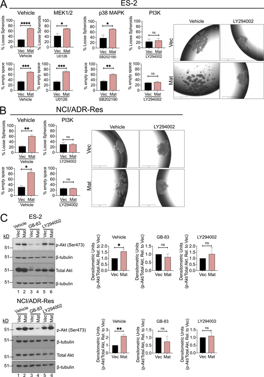 Matriptase activation of PAR-2 triggers PI3K/Akt signaling to mediate loose spheroid morphology. (A) ES-2 Vec or Mat cells were treated with vehicle control (DMSO), 10 μM U0126 (MEK1/2 inhibitor), 10 μM SB202190 (p38 MAPK inhibitor), or 10 μM LY294002 (PI3K inhibitor) and allowed to form hanging drop spheroids for 4 d. Graphs show the quantitation of the spheroid morphology (% loose spheroids and % empty space) as described in the Materials and methods. Data represents the average of three independent experiments (error bars are ± SEM, *P < 0.05, **P < 0.01, ***P < 0.005, ****P < 0.001, ns = not significant). Right: Representative images of ES-2 Vec and Mat hanging drop spheroids treated with vehicle control (DMSO) or LY294002 are shown at 4× magnification; scale bars represent 650 μm. (B) NCI/ADR-Res Vec or Mat spheroids were treated with vehicle control (DMSO) or LY294002 (10 μM) for 4 d. Graphs show the quantitation of the spheroid morphology (% loose spheroids and % empty space) as described in the Materials and methods. Data represents the average of three independent experiments (error bars are ± SEM, *P < 0.05, **P < 0.01, ns = not significant). Right: Representative images at 4× magnification are shown; scale bars represent 650 μm. (C) Whole-cell lysates from ES-2 (left panels) and NCI/ADR-Res Vec and Mat (right panels) hanging drop spheroids treated with vehicle control (DMSO), GB-83 (5 μM for ES-2 and 25 μM for NCI/ADR-Res) or LY294002 (10 μM) were collected with RIPA lysis buffer, analyzed by SDS-PAGE and immunoblotted with rabbit anti-human p-Akt (Ser473), total Akt, and β-tubulin. GB-83 slightly affected total Akt levels in both ES-2 Mat and Vec spheroids. Densitometric analysis was conducted with ImageJ and reported as relative densitometric units normalized to β-tubulin and compared to Vec; average of three independent experiments (error bars are ± SEM, *P < 0.05, **P < 0.01, ns = not significant). All P values were calculated according to two-tailed unpaired Student’s t tests. Source data are available for this figure: SourceData F5.