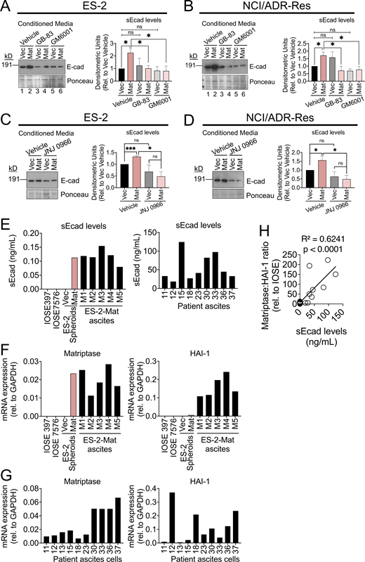 Matriptase activation of a PAR-2/MMP9 signaling axis cleaves E-cadherin to mediate loose spheroid formation. (A and B) ES-2 and NCI/ADR-Res Vec and Mat hanging-drop spheroids were formed in serum-free media for 4 d in the presence of vehicle control (DMSO), GB-83 (5 μM), and GM6001 (50 μM) or DMSO and JNJ 0966 (10 μM; C and D). Conditioned media was concentrated ∼10×, analyzed by SDS-PAGE, and immunoblotted for mouse-anti human E-cadherin recognizing the ectodomain region (HECD1-Invitrogen) or total protein Ponceau stain. Densitometric analysis was conducted using ImageJ and represents average soluble E-cadherin (sEcad) levels normalized to total protein (Ponceau staining) and relative to Vec DMSO (error bars are ± SEM of three independent experiments; *P < 0.05, ***P < 0.005, ns = not significant, two-tailed unpaired Student’s t tests). (E) Left panel: Conditioned media from IOSE397 and IOSE7576 cells, ES-2-Mat and ES-2-Vec spheroids, and clarified ascites fluid from mice bearing ES-2 Mat tumors were assessed for sEcad levels by quantitative ELISA (0.5–0.15 ng/ml). Right panel: Clarified ascites fluid from nine OvCa patients were assessed for sEcad levels by quantitative ELISA (10–125 ng/ml). Patient information is in the Materials and methods. (F) Matriptase (left panel) and HAI-1 (right panel) mRNA levels were determined by qPCR analysis of IOSE397 and IOSE7576 cells, ES-2 Vec and Mat spheroids, and tumor cells isolated from ascites of ES-2-Mat tumor-bearing mice. qPCR analysis was conducted in triplicate and mRNA expression was normalized to GAPDH. (G) Matriptase (left panel) and HAI-1 (right panel) mRNA levels were determined by qPCR analysis of tumor cells recovered from ascites fluid from nine independent patients. qPCR analysis was conducted in triplicate and mRNA expression was normalized to GAPDH. (H) Linear regression analysis of sEcad levels versus matriptase:HAI-1 ratios revealed a significant positive correlation (R2 = 0.6241, P <0.0001). Source data are available for this figure: SourceData F7. Refer to the image caption for details.