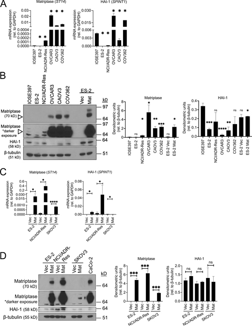 OvCa cell lines express varying levels of matriptase and HAI-1 mRNA and protein. (A) Whole cell RNA lysates were prepared from IOSE397 and five OvCa cell lines and analyzed by qPCR for matriptase (ST14) and HAI-1 (SPINT1) mRNA expression. Data represents average mRNA expression relative to GAPDH (error bars are ± SEM from three independent experiments performed in triplicate; *P < 0.05 relative to IOSE397 cells). (B) Whole cell lysates were collected from IOSE397 and five OvCa cell lines with RIPA lysis buffer, assessed by SDS-PAGE, and immunoblotted for rabbit anti-human matriptase, mouse anti-HAI-1, and rabbit anti-human β-tubulin (representative immunoblot shown in left panel). Upper matriptase band (∼90 kD) represents full-length matriptase, while 70 kD fragment represents matriptase zymogen. Densitometric analyses (right panels) were conducted using ImageJ; data represents average densitometric units from three independent experiments (error bars are ± SEM; *P < 0.05, **P < 0.01, ns = not significant relative to IOSE397). (C) Whole-cell RNA lysates were prepared from ES-2-, NCI/ADR-Res, and SKOV3- Vec/Mat cells and analyzed by qPCR for matriptase (ST14) and HAI-1 (SPINT1) mRNA expression. Data represents average mRNA expression relative to GAPDH from three independent experiments performed in triplicate (error bars are ± SEM; *P < 0.05, ****P < 0.001 relative to corresponding Vec cells). (D) Whole-cell lysates were collected from ES-2-, NCI/ADR-Res, and SKOV3- Vec/Mat cells with RIPA lysis buffer, assessed by SDS-PAGE and immunoblotted for rabbit anti-human matriptase, mouse anti-HAI-1, and rabbit anti-human β-tubulin (representative immunoblot shown in left panel). Densitometric analyses (right panels) were conducted using ImageJ; data represents average densitometric units from three independent experiments (errors bars are ± SEM; *P < 0.05, **P < 0.01, ***P < 0.005, ns = not significant relative to respective Vec controls). All P values were calculated according to two-tailed, unpaired Student’s t tests. Source data are available for this figure: SourceData FS1. Refer to the image caption for details.