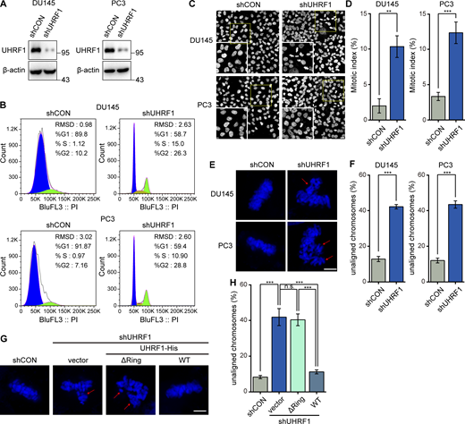 Depletion of UHRF1 causes chromosome misalignment. (A and B) DU145 and PC3 cells with or without UHRF1 depletion were established by stable transfection with shRNA vectors for UHRF1 or control, and UHRF1 expression was assessed by Western blotting (A). The cell cycle distribution was analyzed by flow cytometry (B). (C–F) The nuclear DNA in DU145 and PC3 cells with or without UHRF1 depletion was stained with DAPI (scale bar, 20 μm; inset scale bar, 10 μm, C). The percent of mitotic cells was assessed according to nuclei morphology. n > 100 cells (D). The chromosomes that failed to congress at the metaphase plate are highlighted by red arrows (scale bar, 5 μm, E). The percentage of cells with unaligned chromosomes was assessed. n > 80 cells (F). (G and H) DU145 cells with UHRF1 depletion were transiently transfected with plasmids expressing UHRF1ΔRING or UHRF1WT, and the nuclear DNA was stained with DAPI (scale bar, 5 μm, G). The percentage of cells with unaligned chromosomes was assessed. n > 80 cells (H). The data for quantification in D, F, and H are from n = 3 independent experiments. Results are represented as mean ± SD (one-way ANOVA test); error bars represent SD. n.s., not significant; **, P < 0.01; ***, P < 0.001. Source data are available for this figure: SourceData F1.
