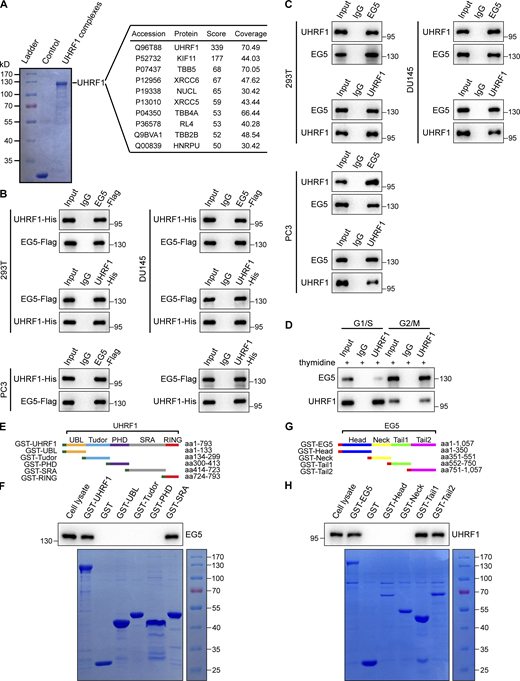 EG5 is a UHRF1-interactive mitotic protein. (A) EG5 was identified as a component of UHRF1-interactive protein complexes by immunoprecipitation coupled with mass spectrometry. UHRF1-interacting protein complexes were immunoprecipitated with anti-Flag antibody in HEK293T cells expressing Flag-tagged UHRF1, and then were eluted with Flag peptide. The UHRF1-interacted protein complexes were separated by SDS-PAGE and a 125-kD electrophoretic band was subjected to mass spectrometry analysis. (B) HEK293T, DU145, and PC3 cells were transfected with plasmids expressing UHRF1-His or EG5-Flag, and the interaction between exogenous UHRF1 and EG5 proteins was validated by immunoprecipitation with antibodies against His or Flag, followed by immunoblotting. (C) The interaction between endogenous UHRF1 and EG5 proteins was validated by immunoprecipitation with antibodies against UHRF1 or EG5, followed by immunoblotting in HEK293T, DU145, and PC3 cells. (D) DU145 cells were synchronized in G1/S phase using double thymidine blocking and then released by culture media. The cells were synchronized in G2/M phases at 9 h after release. The interaction between endogenous UHRF1 and EG5 proteins was validated by immunoprecipitation with antibodies against UHRF1, followed by immunoblotting. (E and F) GST-tagged full-length UHRF1 and individual subdomains were constructed for mapping the EG5-binding region. Purified recombinant proteins of GST-tagged individual domains of UHRF1 were incubated with HEK293T cell lysates in vitro as indicated, followed by immunoblotting with anti-EG5 antibody (F). The lysate of HEK293T cells was used for a positive control. (G and H) GST-tagged full-length EG5 and individual subdomains were constructed for mapping the UHRF1-binding region. Purified recombinant proteins of GST-tagged individual domains of EG5 were incubated with HEK293T cell lysates in vitro as indicated, followed by immunoblotting with anti-UHRF1 antibody (H). The lysate of HEK293T cells was used for a positive control. Source data are available for this figure: SourceData F3. Refer to the image caption for details.
