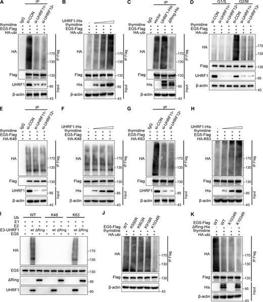 UHRF1 catalyzes the polyubiquitination of EG5 at the site of K1034. (A) HEK293T cells were cotransfected with control or UHRF1 siRNAs, together with HA-ubiquitin and EG5-Flag. The cells then were synchronized at the G2/M phase with a double thymidine block. EG5 protein was immunoprecipitated with anti-Flag antibody and the ubiquitination level of EG5 was assessed with HA antibody. (B) HEK293T cells were cotransfected with plasmids expressing UHRF1-His, HA-ubiquitin, and EG5-Flag, and then the cells were synchronized at the G2/M phase. EG5 protein was immunoprecipitated with anti-Flag antibody and the ubiquitination level of EG5 was assessed with an HA antibody. (C) HEK293T cells were cotransfected with plasmids expressing UHRF1-His or UHRF1ΔRING-His, HA-ubiquitin, and EG5-Flag, and then the cells were synchronized at the G2/M phase. EG5 protein was immunoprecipitated with anti-Flag antibody and the ubiquitination level of EG5 was assessed with an HA antibody. (D) HEK293T cells were cotransfected with control or UHRF1 siRNAs together with HA-ubiquitin and EG5-Flag, and then the cells were synchronized in the G1/S phase using double thymidine blocking and released by culture media. The cells were synchronized in G2/M phases at 9 h after release. EG5 protein was immunoprecipitated with an anti-Flag antibody and the ubiquitination level of EG5 was assessed with HA antibody. (E and G) HEK293T cells were cotransfected with control or UHRF1 siRNAs, together with HA-K48 or HA-K63 and EG5-Flag. The cells then were synchronized at the G2/M phase with a double thymidine block. EG5 protein was immunoprecipitated with an anti-Flag antibody, and the ubiquitination level of EG5 was assessed with an HA antibody. (F and H) HEK293T cells were cotransfected with plasmids expressing UHRF1-His, HA-K48/HA-K63, and EG5-Flag, and then the cells were synchronized at the G2/M phase. EG5 protein was immunoprecipitated with an anti-Flag antibody, and the ubiquitination level of EG5 was assessed with an HA antibody. (I) In vitro ubiquitination assay was performed in the presence of Ub (WT, K48, or K63), E1, E2, EG5, and UHRF1 (WT or ΔRING mutant). The ubiquitination of EG5 was examined with HA antibody. (J) HEK293T cells were cotransfected with plasmids expressing HA-ubiquitin and EG5-Flag with four lysine mutations as shown, and then the cells were synchronized at the G2/M phase. EG5 protein was immunoprecipitated with anti-Flag antibody, and the ubiquitination level of EG5 was assessed with an HA antibody. (K) HEK293T cells were cotransfected with plasmids expressing UHRF1ΔRING-His, HA-ubiquitin, and EG5-Flag with wild type or lysine mutation as shown, and then the cells were synchronized at the G2/M phase. EG5 protein was immunoprecipitated with anti-Flag antibody and the ubiquitination level of EG5 was assessed with an HA antibody. Source data are available for this figure: SourceData F4. Refer to the image caption for details.