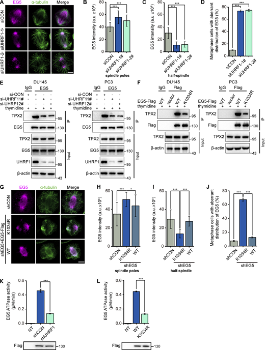UHRF1 regulates EG5 interactions with TPX2 to determine EG5 localization on the spindle. (A) UHRF1 was depleted with siRNAs in DU145 cells. EG5 were stained with immunofluorescent antibodies (red) and the spindle was stained with anti-α-tubulin antibody (green). Scale bar, 5 μm. (B–D) B and C: Corresponding EG5 fluorescence intensity profiles of cells. n = 40 cells for each condition. EG5 fluorescence intensity of the spindle poles (B) or half-spindle (C) was measured, and the percentage of cells at the metaphases with abnormal distribution of EG5 was assessed. n > 50 cells (D). (E) DU145 or PC3 cells were transiently transfected with UHRF1 siRNAs, EG5 protein was immunoprecipitated, and the interacting TPX2 was assessed by immunoblotting. (F) DU145 or PC3 cells were transiently cotransfected with plasmids expressing EG5WT-Flag or EG5K1034R-Flag, EG5 protein was immunoprecipitated with anti-Flag antibody, and the interacting TPX2 was assessed by immunoblotting. (G) DU145 cells with EG5 depletion were transiently transfected with plasmids expressing EG5WT or EG5K1034R. EG5 were stained with immunofluorescent antibodies (red) and the spindle was stained with anti-α-tubulin antibody (green). Scale bar, 5 μm. (H–J) H and I: Corresponding EG5 fluorescence intensity profiles of cells. n = 40 cells for each condition. EG5 fluorescence intensity of the spindle poles (H) or half-spindle (I) was measured, and the percentage of cells at the metaphases with abnormal distribution of EG5 was assessed. n > 50 cells (J). (K and L) DU145 cells with UHRF1 depletion were transiently transfected with plasmids expressing EG5WT-Flag (K), or DU145 cells were transiently transfected with plasmids expressing Flag-tagged wild-type EG5 (WT)/K1034R mutant (L), and immunoprecipitated with a Flag antibody. Half of the immunoprecipitate was used for ATPase assay (bar graph) and the other half was separated by SDS-PAGE and immunoblotted with Flag antibody (gel image). NT, non-transfected. The data for quantification in B–D and H–L are from n = 3 independent experiments. Results are represented as mean ± SD (one-way ANOVA test); error bars represent SD. *, P < 0.05; ***, P < 0.001. Source data are available for this figure: SourceData F5.