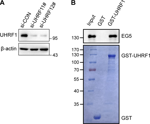 In vitro recombinant proteins GST-pull down assay. (A) Knockdown of UHRF1. DU145 cells were transiently transfected with UHRF1 siRNAs and UHRF1 expression was evaluated by Western blotting. (B) GST-pulldown assay of UHRF1 using the indicated GST fusion proteins. EG5 protein was detected. Source data are available for this figure: SourceData FS1. Refer to the image caption for details.