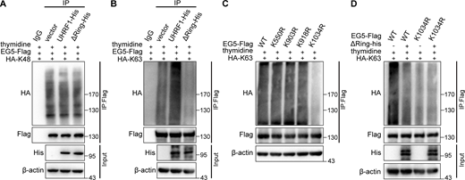 UHRF1 catalyzes the K63-linked ubiquitination of EG5 at K1034. (A and B) HEK293T cells were cotransfected with plasmids expressing UHRF1-His or UHRF1ΔRING-His, HA-K48/HA-K63, and EG5-Flag, and then the cells were synchronized at the G2/M phase. EG5 protein was immunoprecipitated with an anti-Flag antibody, and the ubiquitination level of EG5 was assessed with an HA antibody. (C) HEK293T cells were cotransfected with plasmids expressing HA-K63 and EG5-Flag with four lysine mutations as shown, and then the cells were synchronized at the G2/M phase. EG5 protein was immunoprecipitated with an anti-Flag antibody, and the ubiquitination level of EG5 was assessed with an HA antibody. (D) HEK293T cells were cotransfected with plasmids expressing UHRF1ΔRING-His, HA-K63, and EG5-Flag with wild-type or lysine mutation as shown, and then the cells were synchronized at the G2/M phase. EG5 protein was immunoprecipitated with anti-Flag antibody and the ubiquitination level of EG5 was assessed with an HA antibody. Source data are available for this figure: SourceData FS2.