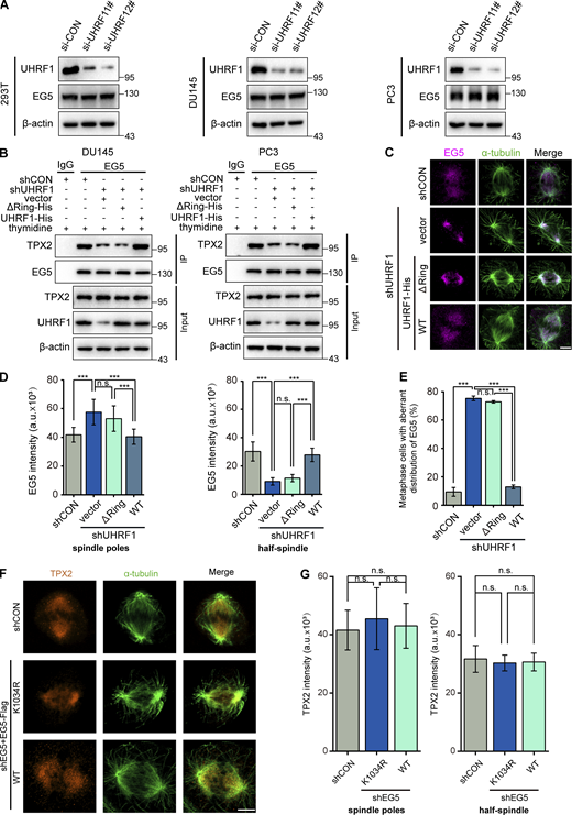 EG5 localization and its interaction with TPX2 are affected by UHRF1 mutation. (A) HEK293T, DU145, or PC3 cells were transiently transfected with UHRF1 siRNAs, and UHRF1 or EG5 expression was evaluated by Western blotting. (B) DU145 or PC3 cells with UHRF1 depletion were transiently transfected with plasmids expressing UHRF1ΔRING or UHRF1WT, EG5 protein was immunoprecipitated, and the interacting TPX2 was assessed by immunoblotting. (C) DU145 cells with UHRF1 depletion were transiently transfected with plasmids expressing UHRF1ΔRING or UHRF1WT. EG5 was stained with immunofluorescent antibodies (red), and the spindle was stained with anti-α-tubulin antibody (green). Scale bar, 5 μm. (D and E) Corresponding EG5 fluorescence intensity profiles of cells. n = 40 cells for each condition. EG5 fluorescence intensity of the spindle poles or half-spindle was measured (D), and the percent of cells at the metaphases with abnormal distribution of EG5 was assessed. n > 50 cells (E). (F) DU145 cells with EG5 depletion were transiently transfected with plasmids expressing EG5WT or EG5K1034R. TPX2 were stained with immunofluorescent antibodies (yellow), and the spindle was stained with anti-α-tubulin antibody (green). Scale bar, 5 μm. (G) Corresponding TPX2 fluorescence intensity profiles of cells. n = 40 cells for each condition. TPX2 fluorescence intensity of the spindle poles or half-spindle was measured. The data for quantification in D, E, and G are from n = 3 independent experiments. Results are represented as mean ± SD (one-way ANOVA test); error bars represent SD. n.s., not significant; ***, P < 0.001. Source data are available for this figure: SourceData FS3. Refer to the image caption for details.