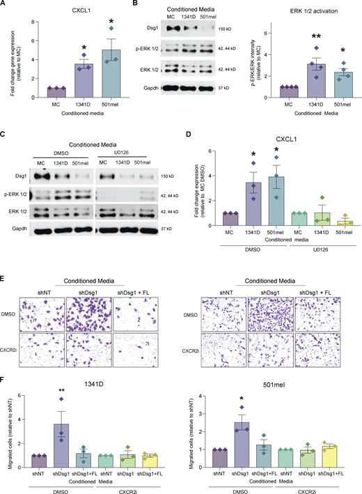Melanoma-induced loss of keratinocyte Dsg1 drives ERK1/2 dependent pro-migratory CXCL1 production. (A) Primary human keratinocytes were treated for 48 h with conditioned media from melanocytes (MC) or the melanoma cell lines WM1341D and 501mel and RNA or protein was collected. RT-PCR was performed for CXCL1 expression. Mean ± SEM depicted. n = 3. *P <0.05. One-way ANOVA. (B) Western blot was performed for Dsg1, ERK1/2, and phosphor-ERK1/2. Mean ± SEM depicted. n = 4, *P <0.05 **P < 0.01. One-way ANOVA. Increased ERK1/2 phosphorylation was observed in keratinocytes treated with melanoma-conditioned media. (C) Primary human keratinocytes were treated with melanocyte or melanoma-conditioned media with either DMSO or 5 μM U0126 (MEK1/2 inhibitor). Western blot was performed to confirm a decrease in ERK1/2 phosphorylation in U0126-treated cells. n = 3. (D) CXCL1 gene expression was no longer increased in keratinocytes treated with melanoma-conditioned media in the presence of U0126 n = 3. *P <0.05. One-way ANOVA. (E and F) Melanoma cells were treated with conditioned media from shNT, shDsg1, or shDsg1 plus a full-length (FL) wild-type Dsg1 rescue expressing keratinocytes for 24 h in the presence of DMSO or the CXCR2 inhibitor (500 nM SB22502) then plated for trans-well migration and collected after 24 h. Loss of keratinocyte Dsg1 no longer increased melanoma cell migration when the CXCL1 receptor, CXCR2, was inhibited. Mean ± SEM depicted. n = 3 *P < 0.05, **P < 0.01. One-way ANOVA. Source data are available for this figure: SourceData F6. Refer to the image caption for details.
