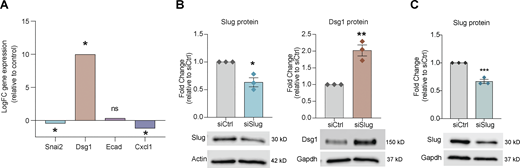 Slug loss in keratinocytes results in decreased Dsg1. (A) Microarray data shows an increase in Dsg1 expression in primary human keratinocytes upon loss of Slug expression, as well as a concurrent decrease in CXCL1 expression. (B) siRNA knockdown of Slug causes an increase in Dsg1 protein levels as seen by Western blot. n = 3. *P < 0.05, **P < 0.01. Student’s t test. (C) Slug knockdown levels assessed by Western blot, corresponding to experiment in Fig. 3, I and J. Source data are available for this figure: SourceData FS3.