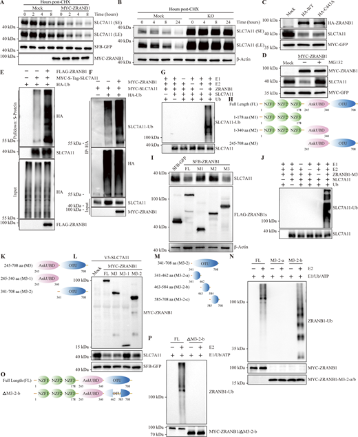 ZRANB1 atypically degrades SLC7A11. (A) HEK293T cells were cotransfected with V5-SLC7A11, SFB-GFP, and MYC-ZRANB1 expression vectors, treated with 50 μg/ml CHX, collected at different time points and then immunoblotted with MYC, FLAG, and SLC7A11 antibodies. SFB-GFP served as the control for transfection. (B) HeLa-ZRANB1-KO cells were treated with 50 μg/ml CHX, harvested at different time points, and then immunoblotted with antibodies against SLC7A11 and β-actin. (C) Western blot analysis of SLC7A11 and HA-ZRANB1 from ZRANB1-knockdown HEK293T cells cotransfected with SLC7A11 and HA-ZRANB1 (WT and C443A catalytic mutant)-expressing vectors. (D) SLC7A11 expression in ZRANB1-overexpressing cells treated with or without the proteasome inhibitor MG132. (E) ZRANB1-KO HEK293T cells were cotransfected with equal amounts of S-Tag-SLC7A11 and HA-ubiquitin (HA-Ub), together with or without FLAG-ZRANB1, followed by pull-down with S-protein beads and immunoblotting with antibodies against SLC7A11, HA, and FLAG. (F) ZRANB1-KO HEK293T cells were cotransfected with equal amounts of MYC-SLC7A11 and HA-Ub together with or without MYC-ZRANB1, followed by IP with HA beads and immunoblotting with antibodies against SLC7A11, HA, and MYC. (G) In vitro purified SLC7A11 protein was incubated in the presence of purified ZRANB1, ubiquitin-activating enzyme E1, ubiquitin-conjugating enzyme E2, and ubiquitin (Ub) for the in vitro ubiquitination assay. (H) Schematic diagram of full-length ZRANB1 protein and its various truncates. (I) ZRANB1-KO HeLa cells were transfected with SFB-tagged full-length ZRANB1 or its truncates. 48 h after transfection, cells were harvested and immunoblotted with antibodies against SLC7A11, β-actin, and FLAG. (J) In vitro purified SLC7A11 protein was incubated in the presence of purified ZRANB1 or ZRANB1-M3, ubiquitin-activating enzyme E1, ubiquitin-conjugating enzyme E2 and ubiquitin (Ub) for the in vitro ubiquitination assay. (K) Schematic diagram of various ZRANB1 protein truncates (M3, M3-1, and M3-2). (L) HEK293T cells were transfected with MYC-tagged full-length (FL) ZRANB1 or its truncates. 48 h after transfection, cells were harvested and immunoblotted with antibodies against SLC7A11, MYC, and FLAG. (M) Schematic diagram of various ZRANB1 protein truncates (M3-2, M3-2-a, M3-2-b, and M3-2-c). (N) The ZRANB1 OTU domain catalyzes in vitro autopolyubiquitination. ZRANB1 and its truncates were purified from E. coli. (O) Schematic diagram of the full-length ZRANB1 protein and its truncation mutant (ΔM3-2-b). (P) The autoubiquitination ability of ΔM3-2-b in vitro. ZRANB1 and its truncate were purified from E. coli. Source data are available for this figure: SourceData F5. Refer to the image caption for details.