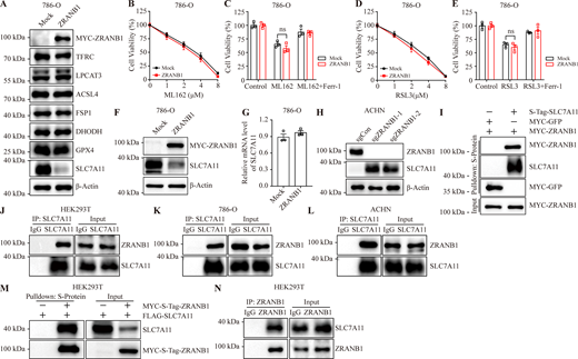ZRANB1 interacts with SLC7A11. (A) Western blot analysis of TFRC, LPCAT3, ACSL4, FSP1, DHODH, GPX4, and SLC7A11 expression in ZRANB1-overexpressing 786-O cells. (B and D) Cell viability in the indicated 786-O stable cell lines after treatment with different concentrations of ML162 (B) or RSL3 (D). (C) Cell viability of the indicated 786-O cells treated with 2 μM ML162 with or without 2 μM Ferr-1 for 2 h. (E) Cell viability of the indicated 786-O cells, measured after culturing in 2 μM RSL3 with or without 2 μM Ferr-1 for 2 h. (F) SLC7A11 expression levels in the indicated 786-O cells were measured by western blot. (G) SLC7A11 expression levels in the indicated 786-O cells were measured by quantitative RT-PCR. (H) Western blot analysis of ZRANB1 expression in ZRANB1-KO ACHN cells. (I) Purified S-Tag-SLC7A11 (from HEK293T cells) was incubated with purified His-MYC-ZRANB1, followed by pull-down with nickel beads and immunoblotting with antibodies against SLC7A11 and MYC. (J–L) Coimmunoprecipitation of endogenous SLC7A11 with ZRANB1. SLC7A11 was immunoprecipitated from HEK293T (J), 786-O (K), or ACHN (L) cells, followed by immunoblotting with antibodies against ZRANB1 and SLC7A11. (M) Western blot analysis for SLC7A11 after pull-down with S-protein beads from HEK293T cells cotransfected with MYC-S-Tag-ZRANB1 and FLAG-SLC7A11 individually or together. (N) Western blot analysis of endogenous SLC7A11 after IP of endogenous ZRANB1 from HEK293T cells. (G) P values measured using two-tailed unpaired Student’s t test analysis. (B–E and G) Error bars are the means ± SEM, n = 3 biological replicates. (B–E) P values determined by two-way ANOVA. Source data are available for this figure: SourceData FS4. Refer to the image caption for details.