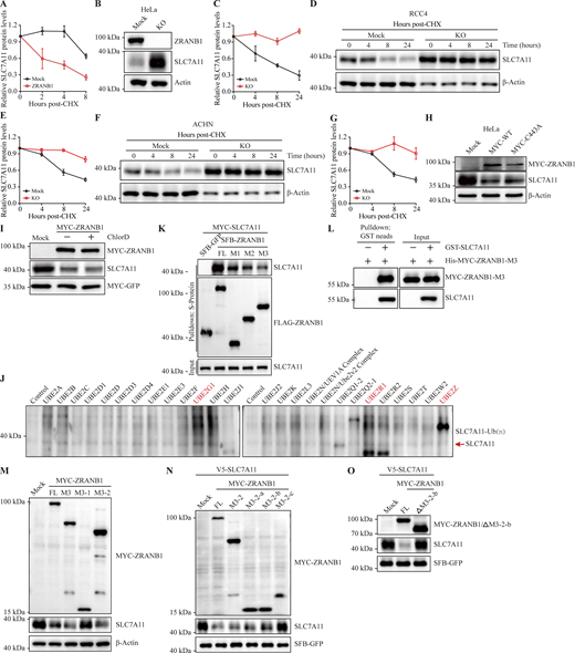 ZRANB1 regulates SLC7A11 protein stability. (A and C) Quantification of SLC7A11 protein levels (normalized to SFB-GFP) in HEK293T cells corresponding to Fig. 5 A or (normalized to β-actin) in the indicated HeLa cells corresponding to Fig. 5 B. (B) Levels of SLC7A11 protein in HeLa-ZRANB1-Mock/KO cells were measured by western blot. (D and F) RCC4 (D) or ACHN (F) -ZRANB1-KO cells were treated with 50 μg/ml CHX, harvested at different time points, and then immunoblotted with antibodies against SLC7A11 and β-actin. (E and G) Quantification of SLC7A11 protein levels (normalized to β-actin) in the indicated RCC4 (E) or ACHN (G) cells corresponding to D and F. (H) Western blot analysis of SLC7A11 and MYC-ZRANB1 in HeLa cells transfected with MYC-ZRANB1 (WT and C443A) -expressing vectors. (I) Change in the level of SLC7A11 after treatment with the lysosome inhibitor ChlorD. (J) Screening of ubiquitin-conjugating E2 for ubiquitination of SLC7A11. (K) HEK293T cells were cotransfected with MYC-SLC7A11 and FLAG-tagged full-length (FL) ZRANB1 or its truncates, followed by pull-down with anti-S-tag beads and immunoblotting with antibodies against SLC7A11 and FLAG. (L) Purified His-ZRANB1-M3 was incubated with purified GST-SLC7A11 and subjected to GST pull-down followed by immunoblotting. (M) ZRANB1-KO HeLa cells were transfected with MYC-tagged full-length ZRANB1 or its truncates. 48 h after transfection, cells were harvested and immunoblotted with antibodies against SLC7A11, β-actin, and MYC. (N) HEK293T cells were transfected with MYC-tagged full-length ZRANB1 or its truncates. 48 h after transfection, cells were harvested and immunoblotted with antibodies against SLC7A11, MYC, and FLAG. (O) Western blot analysis for SLC7A11 and MYC-ZRANB1 or its truncate from HEK293T cells transfected with MYC-ZRANB1 (full length and ΔM3-2-b) and V5-SLC7A11 expressing vectors. (A, C, E, and G) Error bars are the means ± SEM, n = 3 biological replicates. Source data are available for this figure: SourceData FS5. Refer to the image caption for details.