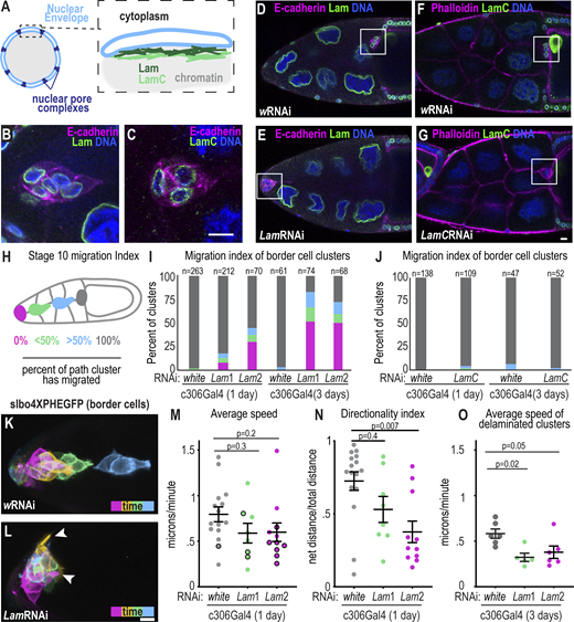 B-type lamin promotes border cell delamination. (A) Schematic of the nuclear envelope and the two Drosophila lamin filament networks made of Lam and LamC proteins. (B and C) Images of fixed border cell clusters stained with Lam (B) and LamC (C). Scale bar: 10 μm. (D–G) Images of fixed stage 10 egg chambers for the indicated RNAi and antibody stains. Flies were incubated for 1 d at 29°C. The oocyte is always shown on the right and the white box marks the border cell cluster. (H) Schematic of migration index used to score stage 10 egg chambers. (I and J) Plots showing migration indexes for indicated conditions. n = number of egg chambers. Migration index: magenta: 0%, green: <50%, blue: >50%, and gray: 100%. (I) Statistical test, 1 d at 29°C: Fisher’s exact test with Bonferroni correction yields significant difference in percentage with complete migration, wRNAi versus Lam1RNAi, P < 0.0002, and wRNAi versus Lam2RNAi, P < 0.0002. Statistical test, 3 d at 29°C: Fisher’s exact test with Bonferroni correction for difference in percentage with complete migration, wRNAi versus Lam1RNAi, P < 0.0002, and wRNAi versus Lam2RNAi, P < 0.0002. (J) Statistical test 1 d at 29°C: Fisher’s exact test for difference in percentage with complete migration in wRNAi versus LamCRNAi 1 d, P = 0.08, and Fisher’s exact test wRNAi versus LamCRNAi 3 d yields P = 0.3. (K and L) Maximum projections of time frames from time-lapse series of stage 9 egg chambers expressing slbo4xPHEGFP to mark border cell membranes in control (wRNAi, K) and Lam-depleted border cells (Lam1RNAi, L) after 1 d at 29°C. Time points relative to the start of imaging: magenta = 0 min, yellow = 33 min, green = 54 min, blue = 108 min. Arrowheads mark protrusions. (M) Cluster speed of individual (dots) and mean ± SEM (bars) in control and Lam-depleted clusters. Black outlines: border cell clusters that did not move away from the anterior during the imaging session. Kruskal–Wallis Test. (N) Individual (dots) and mean ± SEM directionality index of clusters measured as total path traveled/net distance. Kruskal–Wallis Test. (M and N)n = 16 (w), 8 (Lam1), and 11 (Lam2) egg chambers. (O) Individual and mean ± SEM speed of delaminated clusters after 3 d incubation at 29°C; n = 6 (w), 5 (Lam1), and 6 (Lam2) egg chambers. One-way ANOVA followed by Tukey post-hoc was performed for statistical testing. Genotypes and experimental replicates are reported in Table S2. Refer to the image caption for details.
