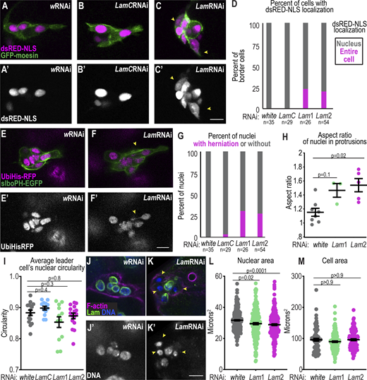 B-type lamins are required to maintain nuclear shape and integrity. (A–C) Images of border cells from time-lapse series in stage 9 egg chambers with the indicated markers and conditions. Yellow arrowheads point to cells with dsRED.NLS throughout the cell. (A–C′) Grayscale images of nuclei (dsRED.NLS). (D) Plot measuring the percentage of cells with dsRED.NLS throughout the cell versus in the nucleus. A Fisher’s exact test with a Bonferroni correction for multiple testing was performed: (w versus Lam1 P = 0.01; w versus Lam2, P = 0.009; w versus LamC, P > 0.9). n = number of nuclei. (E and F) Images of border cells from time-lapse series with the indicated markers and conditions. Yellow arrowhead marks backward nuclear herniation. (E′ and F′) Grayscale images of nuclei (HisRFP). (G) Plot with the percent of nuclei with herniations in each condition. A Fisher’s exact test with a Bonferroni correction for multiple testing was performed: (w versus Lam1 P = 0.001; w versus Lam2,P = 0.0009; w versus LamC, P > 0.9). n = number of nuclei. (H) Plot of individual and mean ± SEM nuclear aspect ratios when the nucleus extended into the protrusion (defined as >1 SD above average nucleus distance to polar cell boundary). n = 8 (w), 3 (Lam1), and 5 (Lam2) leader nuclei. A one-way ANOVA with post-hoc Tukey was performed. (I) Plot of individual and average ± SEM values for nuclear circularity. A Kruskal–Wallis test was performed. n = 15 (w), 13 (LamC), 12(Lam1), and 16 (Lam2) leader cell nuclei. (J and K) Images of fixed border cell clusters stained with indicated markers for wRNAi (J) and Lam2RNAi (K) border cells. (J′ and K′) Grayscale images of DNA (Hoechst). (L and M) Measurements of nuclear area and cell area. Each individual area value shown as dots and bars representing mean ± SEM. Nuclei number (L); n = 290 (w), 201 (Lam1), and 221 (Lam2). Cell number (M), n = 80 (w), 152(Lam1), and 104 (Lam2). Statistical test for L and M: Kruskal–Wallis test. Scale bars: 10 μm. KD conditions: 1 d at 29°C except the cell area (M), which was 3 d at 29°C. Genotypes and experimental replicates reported in Table S2. Refer to the image caption for details.