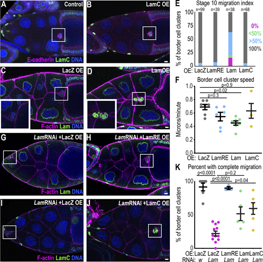 Lamin overexpression compensates for Lam RNAi, but strong Lam overexpression impedes border cell migration. (A–D) Representative images of stage 10 egg chambers with overexpression (OE) of the indicated UAS constructs in border cells by c306Gal4. The white box marks border cell clusters. (E) Migration indices for the indicated conditions. n = number of egg chambers. LacZ is the control. A Fisher’s exact test with a Bonferroni correction to test for proportion with complete migration yields a significant result between LacZ versus Lam OE, P <0.0003. All other comparisons to LacZ are not significant. (F) Plot of cluster speed with individual movies (dots) and mean ± SEM plotted. n = 7 (LacZ), 6 (LamRE), 7 (Lam), and 4 (LamC) egg chambers. Statistical test: one-way ANOVA followed by post-hoc Tukey. (G–J) Representative images of stage 10 egg chambers for the indicated conditions. White box surrounds border cell cluster. (K) Plot of the mean ± SEM percentages of egg chambers with completed migration, each dot represents one experimental replicate (N). n (number of egg chambers): wRNAi/LacZ: 47; LacZ/Lam1RNAi: 290; Lam1RNAi/LamRE: 59; Lam1RNAi/LamOE: 73; LamC/Lam1RNAi: 149. Statistical test: Brown–Forsythe and Welch followed by Dunnett’s Multiple Comparison test. Genotypes and experimental replicates reported in Table S2. Scale bars: 10 μm. Refer to the image caption for details.