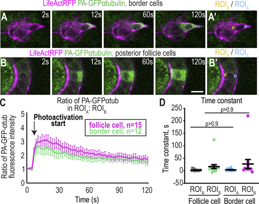 There is no detectable diffusion barrier in the leading border cell. (A and B) Images from-time lapses series where a photoactivatable (PA) GFP-ɑtubulin was activated in a border cell (A) or a posterior follicle cell (B). (A′ and B′) Images with regions of interest (ROIs) that were measured. ROIA: activated region (blue box); ROIB: unactivated region (yellow box). Scale bar: 10 μm. Time is relative to the start of the movie and photoactivation occurred at 6 s. (C) Plot showing the mean ± SEM of the ratio of the F.I. of GFP in front:back ROIs over time. Experiments were performed on three different experimental days and n = number of movies is displayed for each condition. (D) Time constants are calculated from the slope of the Boltzmann sigmoidal fitted curve (see Materials and methods). A Kruskal–Wallis test was performed. Genotypes and experimental replicates are reported in Table S2.