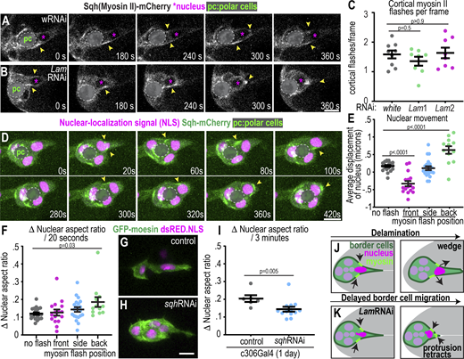Myosin II cortical flashes correspond with nuclear movement and shape changes. (A and B) Example images of Sqh-mCherry in control (A) and Lam-depleted clusters (B) after 1 d at 29°C (see also Fig. S5, F and G, for 3 d at 29°C). Sqh-mCherry aggregates at apical surfaces in polar cells (pc) as previously reported (Mishra et al., 2019b) and has been covered to focus on cortical flashes. Yellow arrowheads point to Sqh flashes. (C) Average number of myosin flashes observed divided by the total number of time frames acquired. RNAi condition: 3 d at 29°C. n = 9 (w), 8 (Lam1), and 8 (Lam2) egg chambers. Statistical test: one-way ANOVA with post-hoc Tukey. (D) Images from a time-lapse series showing myosin flashes around the nucleus. Yellow arrowheads point to flashes. (E and F) Average change in nuclear position along the anterior–posterior axis of the egg chamber (E), and average nuclear aspect ratio change (F) relative to presence and position of myosin flashes. N = 16 movies; each dot represents one nucleus; n = number of nuclei: 22 (no flash), 12 (front), 21 (side), and 16 (back). Bars: mean ± SEM. Statistical tests E and F: one-way ANOVA followed by Tukey post-hoc. (G and H) Images of control and Sqh-depleted clusters showing that nuclei stay behind protrusion necks upon sqhRNAi, 1 d at 29°C. (I) Plot of the change in nuclear aspect ratio of leader cells. Dots: individual nuclei, n = 6 (control) and 13 (sqh). Middle bar and error bars: mean ± SEM. 1 d at 29°C. Each dot represents one nucleus. Statistical test: Mann–Whitney Test. (J and K) Working model for how nuclei and myosin coordinate delamination and invasion into confined space. Genotypes and experimental replicates reported in Table S2. Scale bars: 10 μm. Refer to the image caption for details.