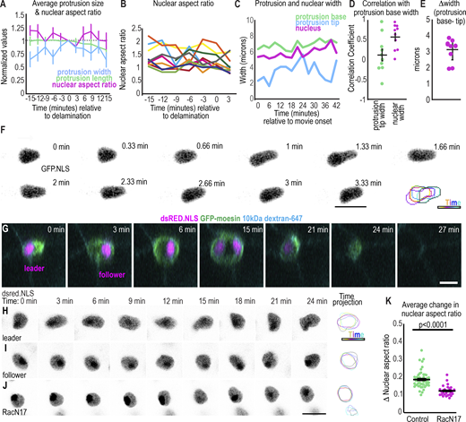 Changes in nuclear shape occur rapidly in migrating border cell clusters. (A) Plots of the average ± SEM of each indicated parameter relative to the time of delamination. n = 10 movies. (B) Nuclear aspect ratio of each leading cell’s nucleus aligned to the protrusion axis, n = 10. (C) Representative plot showing an example where nuclear width and protrusion width simultaneously oscillate while the protrusion tip width changes variably. (D) Individual (dots) and average ± SEM correlation between nuclear width and protrusion base width or between protrusion tip and base width for the first border cell protrusion of each movie. A two-sided, unpaired t test yields P = 0.02. (E) Average difference between the protrusion base and protrusion tip. (E and F)n = 10 leading cells. (F) Images from a time-lapse series with the leading cell nucleus marked with GFP.NLS. Images were acquired every 20 s. Bottom right: projection of time points. (G) ZY view of border cell cluster leading cell and following cell over time to show the expansion and shrinking of the juncture as the cluster moves through it. (H–J) Example images of nuclei from time-lapse series of control leader, follower, or RacN17 dominant negative expressing border cells. Right: projection of time points. (K) Plot of the average change in nuclear aspect ratio; bars: mean ± SEM; dots: value for one nucleus; n = 51 (control), n = 29 (RacN17). A Mann–Whitney test was used to test for statistical significance. Scale bars: 10 µm. Genotypes and experimental replicates reported in Table S2.