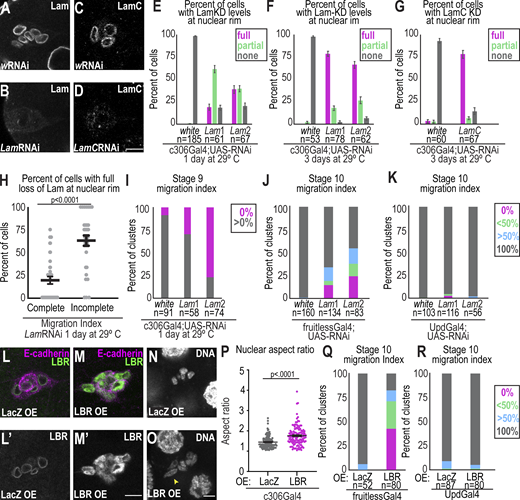 Stronger depletion of lamins correlates with higher frequency of migration defects. (A–D) Images of Lam (A and B) and LamC (C and D) for the indicated conditions. (E–G) Plots showing the mean ± SEM percentage of border cells with the indicated depletion (full, partial, or none) of Lam or LamC at the nuclear periphery for the indicated conditions. (E) A Kruskal–Wallis Test was performed to compare means of cells with a full knockdown (KD): wRNAi versus Lam1, P = 0.006 and w versus Lam2 P < 0.0001. (F) Kruskal–Wallis Test was performed to compare those with a full KD: w versus Lam1, P < 0.0001 and w versus Lam2, P < 0.0001. (G) A Kruskal–Wallis Test was performed to compare the mean of cells with a full KD; wRNAi versus LamC RNAi, P < 0.0001. (H) Plot showing the individual and average ± SEM percent of cells with an indicated knockdown in Lam-depleted clusters with complete (n = 36) or incomplete (n = 31) migration. A Kruskal–Wallis test was performed. Data shown are from line Lam2 RNAi after 1 d at 29°C. (I) Migration index of stage 9 egg chambers for the indicated conditions to quantify the percentage that moved away from the anterior (gray). n = number of egg chambers, after 1 d at 29°C. A Fisher’s exact test with a Bonferroni correction to compare percentage with delamination yields P = 0.0003 for wRNAi versus Lam1RNAi and P < 0.0002 for wRNAi versus Lam2RNAi. (J and K) Migration index for the indicated conditions; n = number of egg chambers. A Fisher’s exact test with a Bonferroni correction to compare percentage with complete migration. P values for J: wRNAi versus Lam1RNAi, P < 0.0002; wRNAi versus Lam2RNAi, P < 0.0002. P values for K: wRNAi versus Lam1 RNAi, P = 0.4; wRNAi versus Lam2RNAi, P > 0.9. KD condition: 1 d at 29°C. (L and M) Images of fixed border cells from stage 9 egg chambers stained for LBR with LacZ overexpressed (OE; L) or LBR overexpressed (M) with c306Gal4 for 1 d at 29°C. (L′ and M′) Grayscale images of LBR staining. (N and O) Images of Hoechst (DNA) staining of stage 9 egg chambers overexpressing LacZ (N) or LBR (O) kept at 29°C for 1 d. Scale bars: 10 μm. Arrowhead: elongated nucleus. (P) Plots measuring nuclear shape in nuclear aspect ratio from Hoechst channel of fixed border cell. Each dot represents an individual nucleus, and the middle and error bars represent the mean ± SEM. A Mann–Whitney test was used for statistical testing. N = 3 experimental replicates, n = 112 (Lac), and n = 123 (LBR) nuclei. (Q and R) Plots of migration indexes of stage 10 egg chambers in the noted conditions. n = number of egg chambers counted. A Fisher’s exact test was used to compare percentage with complete migration and yields P < 0.0001 for Q and P = 0.5 for R. Genotypes and experimental replicates reported in Table S2.