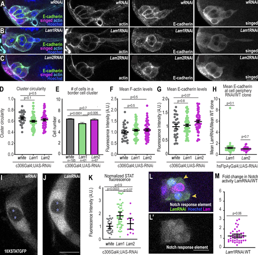 Lam-depleted border cells specify and express key border cell genes. (A–C) Representative images of stage 9 border cells stained with the indicated markers in control (A) and Lam1RNAi (B) and Lam2RNAi (C). Left: merged images. Right: grayscale images of F-actin, E-cadherin, and singed staining. (D) Plot of individual (dots) and average ± SEM (bars) cluster circularity, 1 d at 29°C. One-way ANOVA with Tukey post-hoc was performed. n = 27 (w), 63 (Lam1), and 49 (Lam2) clusters. (E) Plot of average ± SEM numbers of border cells in a cluster, 1 d at 29°C. A Krusal–Wallis test was performed. (F and G) Mean F-actin (F) and E-cadherin (G) levels for each cluster (dots) and the average ± SEM (bars). KD condition: 1 d at 29°C (see also Fig. S5 for 3-d F-actin analysis). n = 27 (w), 63 (Lam1), and 49 (Lam2) clusters. One-way ANOVA with Tukey post-hoc was performed for each plot. (H) Clonal analysis of the ratio of mean peripheral E-cadherin in a LamRNAi clone divided by the mean of a wildtype clone. KD condition: 3 d at 29°C. The middle bars show the mean ± SEM. A Wilcoxon test was performed. n = 61 (Lam1) and 36 (Lam2) clusters. (I and J) Confocal images of STAT activity reporter (10XSTATGFP) surrounding polar cells (asterisks) for the indicated conditions. LamRNAi line shown: Lam1RNAi. KD condition: 1 d at 29°C. (K) Plot showing individual (dots) and mean ± SEM (bars) measures of STAT fluorescence normalized to the mean of the control. n = 27 (w), 45 (Lam1), and 13 (Lam2) clusters. A Kruskal–Wallis test was used for statistical testing. (L) A border cell cluster expressing hsFlpAyGal4 UAS-GFP UAS-LamRNAi clones (GFP+ cells marked with arrowheads) and wildtype clones with the indicated markers a merge of channels. (L′) Grayscale image of notch responsive element RFP. (M) Plot showing the fluorescence intensity (F.I.) of the nuclear notch responsive element relative to wildtype clones in the cluster. KD condition: 3 d at 29°C. Middle bars show the mean ± SEM. n = 43 clusters. A Wilcoxon test was used to test for statistical upregulation, P = 0.06, ns. Scale bars: 10 µm. Genotypes and experimental replicates reported in Table S2. Refer to the image caption for details.