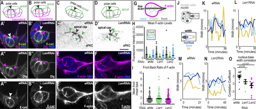 Effects of lamins on cluster polarity and protrusion dynamics. (A–B′) Schematics of polarity orientation (A and B) and merged images of control (A′) and LamRNAi (B′) clusters marked with E-cadherin to mark the apical surfaces, Dlg to mark basolateral surfaces, and Hoecsht to mark DNA. (A″–B‴) Dlg grayscale image. (A‴ and B‴) E-cadherin grayscale image. White arrowhead: polar cell apical cap; magenta arrowheads: lateral Dlg. (C–D′) Schematic (C and D) and inverted grayscale images (C′ and D′) of clusters stained for aPKC as an apical marker. Black arrowhead: polar cell apical cap; green arrowheads: apical border cell surface. (E and F) Images of border cells stained with Phalloidin to mark F-actin and Hoechst to mark DNA. (E′ and F′) Grayscale images of F-actin. (G) Schematic of line scale acquired across cluster. The binning of regions were for front: 0–10% length, middle: 11–89% length, and back: 90–100% length. (H) Individual and mean ± SEM F-actin levels in indicated clusters and position. Statistical test: Brown Forsythe and Welch followed by Dunnett’s Multiple Comparison; means for front, back, or middle F-actin are all not significantly different from LamRNAis for relative position, P > 0.9. (I) Individual and mean ± SEM ratios of the front:back intensity for each cluster. Statistical test: Kruskal–Wallis test, wRNAi versus Lam1RNAi: P > 0.9; wRNAi versus Lam2RNAi: P = 0.24. Number of clusters analyzed (n) in H and I: n = 78 (w), n = 134 (Lam1), and n = 95 (Lam2). (J) Schematic showing measurement of width in the leading cell. (K–N) Example plots showing the width of the protrusion tip, base, and nucleus for the indicated conditions for an individual cluster over time. (O) Plot with dots of individual and mean ± SEM correlations between nuclear width and base width for each cluster’s first protrusion. A Kruskal–Wallis Test was performed. N = 16 (wRNAi), N = 8 (Lam1RNAi), and N = 10 (Lam2RNAi) movies for each condition shown in C–E and J. Scale bars: 10 μm. Genotypes and experimental replicates reported in Table S2. Refer to the image caption for details.