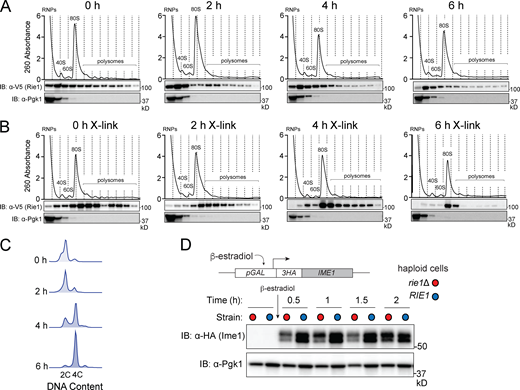 Rie1 is associated with the translational machinery and positively regulates IME1. (A–C) Strains harboring RIE1-3V5 (B3114) were induced to sporulate at 30°C and samples were taken either without (A) or with (B) light crosslinking (1% formaldehyde, 15 min on ice). Lysates were fractionated on 10–50% sucrose density gradients with continuous monitoring at 260 nm. Rie1 and Pgk1 (monomeric control) protein levels were determined in each fraction by immunoblot. Positions of the 40S, 60S, 80S, and polysomal ribosome peaks are indicated. (C) Progression through pre-meiotic S-phase was determined by flow cytometry. Biological replicates = 3. (D) Haploid strains harboring pGAL-3HA-IME1, GAL4.ER, and either wild type RIE1 (B2722, blue) or rie1∆ (B2719, red) were diluted to 0.5 OD600 in SDC. IME1 was induced by the addition of β-estradiol at 0.5 h. Ime1 and Pgk1 (loading) protein levels were determined at the indicated times. Biological replicates = 3. Source data are available for this figure: SourceData F4.