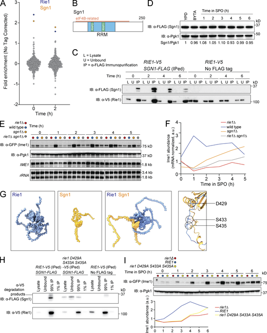 Rie1 forms a functional complex with the RBP Sgn1. (A) Strains harboring RIE1-3V5 (B3114) or wild type RIE1 (no tag, B47) were induced to sporulate at 30°C and cells were collected at the indicated times. Lysates were prepared and Rie1 IP was conducted under non-denaturing conditions using anti-V5 agarose beads. Precipitated proteins were tandem mass tag(TMT)–labeled and analyzed by mass spectrometry. Shown are the Log2 ratios of enrichment over no-tag control for each identified protein (minimum 2 unique peptides). (B) Diagram of Sgn1. RRM domain is shown in blue, RNP motifs in green, and eIF4B-related region is outlined in orange. (C) Strains harboring RIE1-3V5 and either SGN1-FLAG (B2668) or wild type SGN1 (B3114) were induced to sporulate at 30°C. Sgn1-FLAG was IPed from meiotic lysate using anti-FLAG agarose beads at the indicated time points. Shown are Sgn1 and Rie1 protein levels by immunoblot (IB) in lysate, unbound, and IP samples. Biological replicates = 2. (D) Strains harboring SGN1-FLAG (B2668) were grown in either YPD (log phase), BYTA (stationary phase), or induced to sporulate at 30°C. Samples were collected at the indicated times and Sgn1 and Pgk1 (loading) protein levels were determined by immunoblot. Quantifications of Sgn1/Pgk1 compared to YPD (set at 1) are indicated below. (E and F) Strains harboring N-terminally tagged sfGFP-IME1 and rie1∆ (B2430, red), wild type RIE1 and SGN1 (B2459, blue), sgn1∆ (B3375, orange), or rie1∆ sgn1∆ (B3378, gray) were induced to sporulate at 30°C. Protein levels of Ime1 and Pgk1 (loading) protein levels were determined by immunoblot and mRNA levels of IME1 and rRNA (loading) were determined by Northern blot. (F) Quantification of Ime1 protein levels corrected for IME1 mRNA levels are shown. Biological replicates = 3. (G) AlphaFold2 output of individual Rie1–Sgn1 structures and AlphaFold2 Multimer output of predicted Rie1–Sgn1 complex. Rie1 is shown in blue and Sgn1 is shown in orange. A ribbon diagram zoomed in on the predicted Rie1–Sgn1 interface is shown on right with key interacting residues on Rie1 highlighted. (H and I) Strains harboring SGN1-FLAG and 3V5 tagged RIE1 (B2668) or rie1 D429A, S433A, and S435A (B3551) were induced to sporulate at 30°C. RIE1-3V5 with untagged wild type SGN1 (no tag control, B3114) was also included. Rie1-3V5 was IPed from meiotic lysate using anti-V5 agarose at the indicated time points. (H) Shown are Sgn1 and Rie1 protein levels by immunoblot in lysate, unbound, and 1% IP and 99% IP samples. (I) Protein levels of Ime1 and Pgk1 (loading) were determined by immunoblot with quantifications shown below. Source data are available for this figure: SourceData F5.