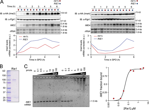 Rie1 affects Ime2 and Ime4 levels and binds IME1 mRNA. (A) Strains harboring IME2-3HA and rie1∆ (B1701, red), or wild type RIE1 (B1704, blue), or IME4-3HA and rie1∆ (B1656, red), or wild type RIE1 (B1698, blue) were induced to sporulate at 30°C. Protein levels of Ime2, Ime4, and Pgk1 (loading) protein levels were determined by immunoblot (IB) and mRNA levels of IME2, IME4, and rRNA (loading) were determined by Northern blot. Quantifications of Ime2 and Ime4 protein levels (corrected for mRNA levels) are shown below. (B and C) Rie1 binds IME1 mRNA. (B) Coomassie-stained SDS-PAGE of recombinant Rie1 purified from E. coli. (C) 5 pmol of in vitro transcribed IME1 mRNA (including UTRs) was incubated with purified Rie1 or BSA (gradient from 100, 50, 10, 5, 1, 0.5, 0.1 pmol) for 45 min at 30°C. Samples were separated on agarose gels which were stained with SYBR Gold. Binding caused IME1 mRNA to shift upwards. Percent bound IME1 mRNA is plotted (y axis) vs. concentration of Rie1 (x axis). Source data are available for this figure: SourceData FS2.